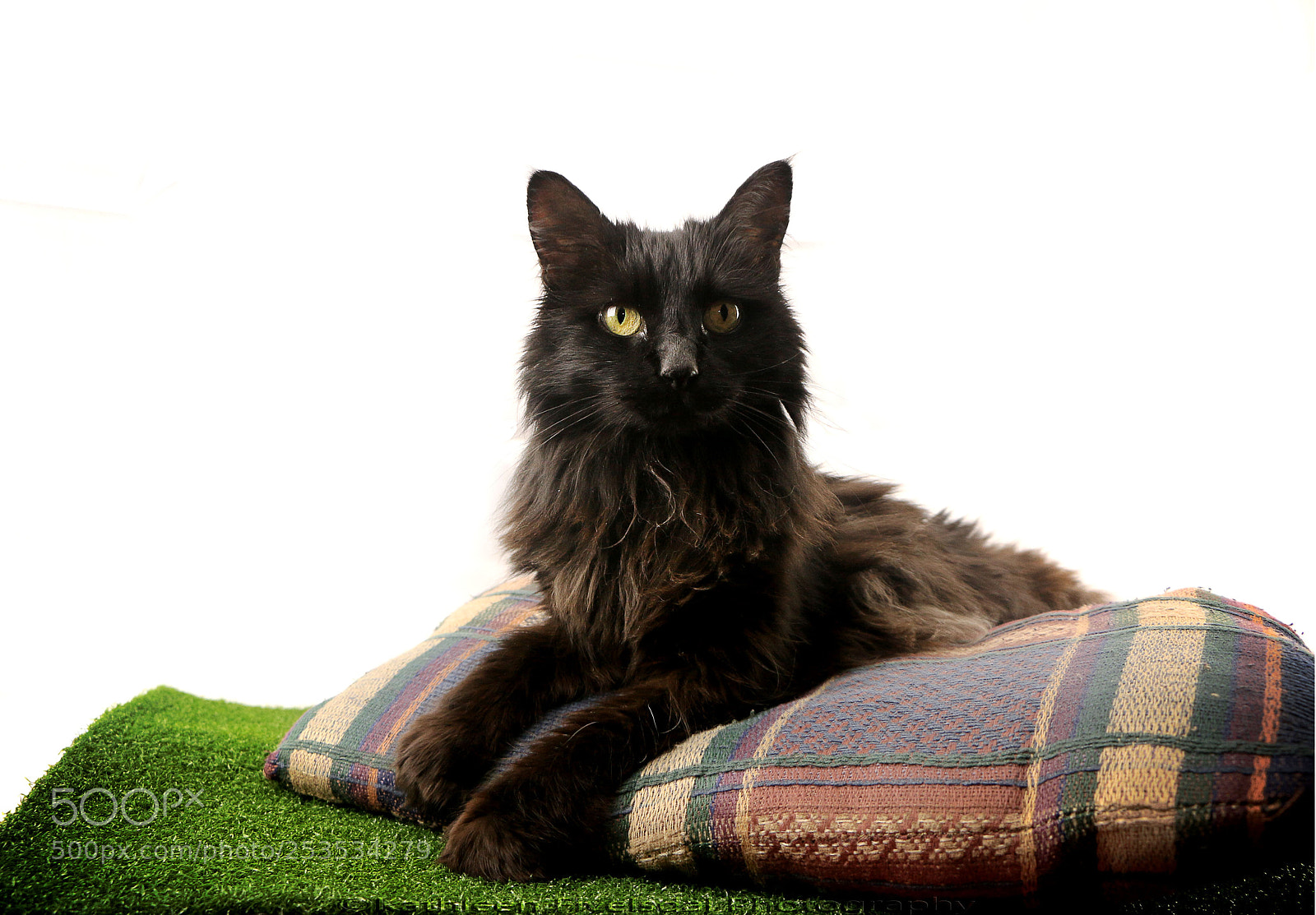 Canon EOS 70D sample photo. Img photography