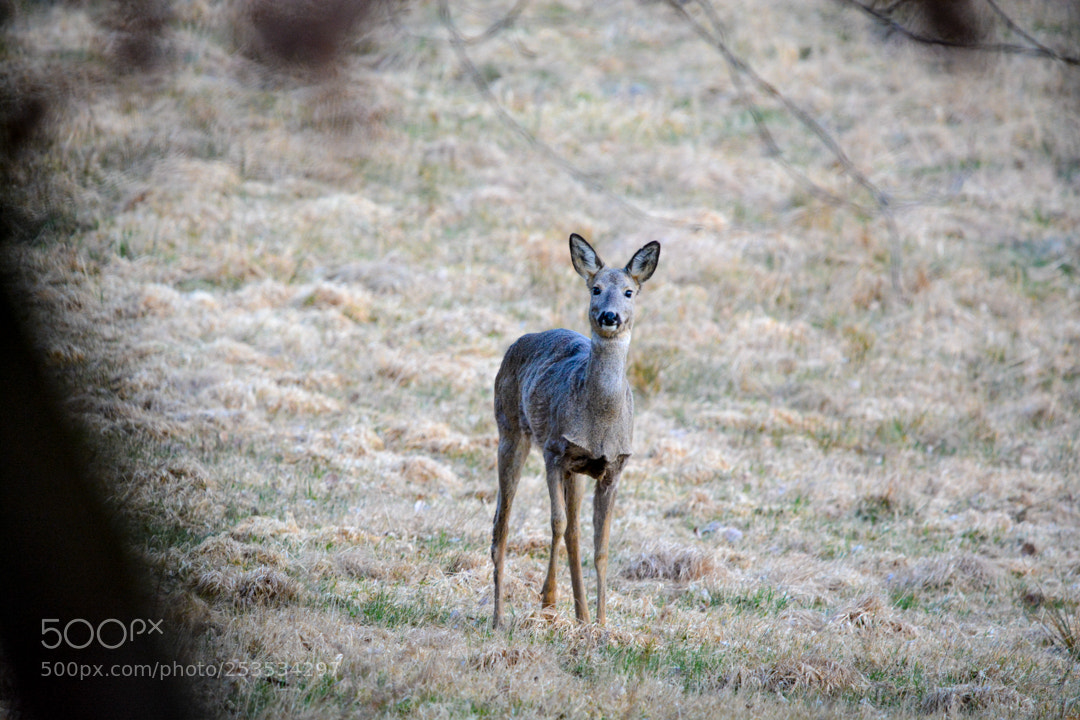 Nikon D5200 sample photo. Attention. photography