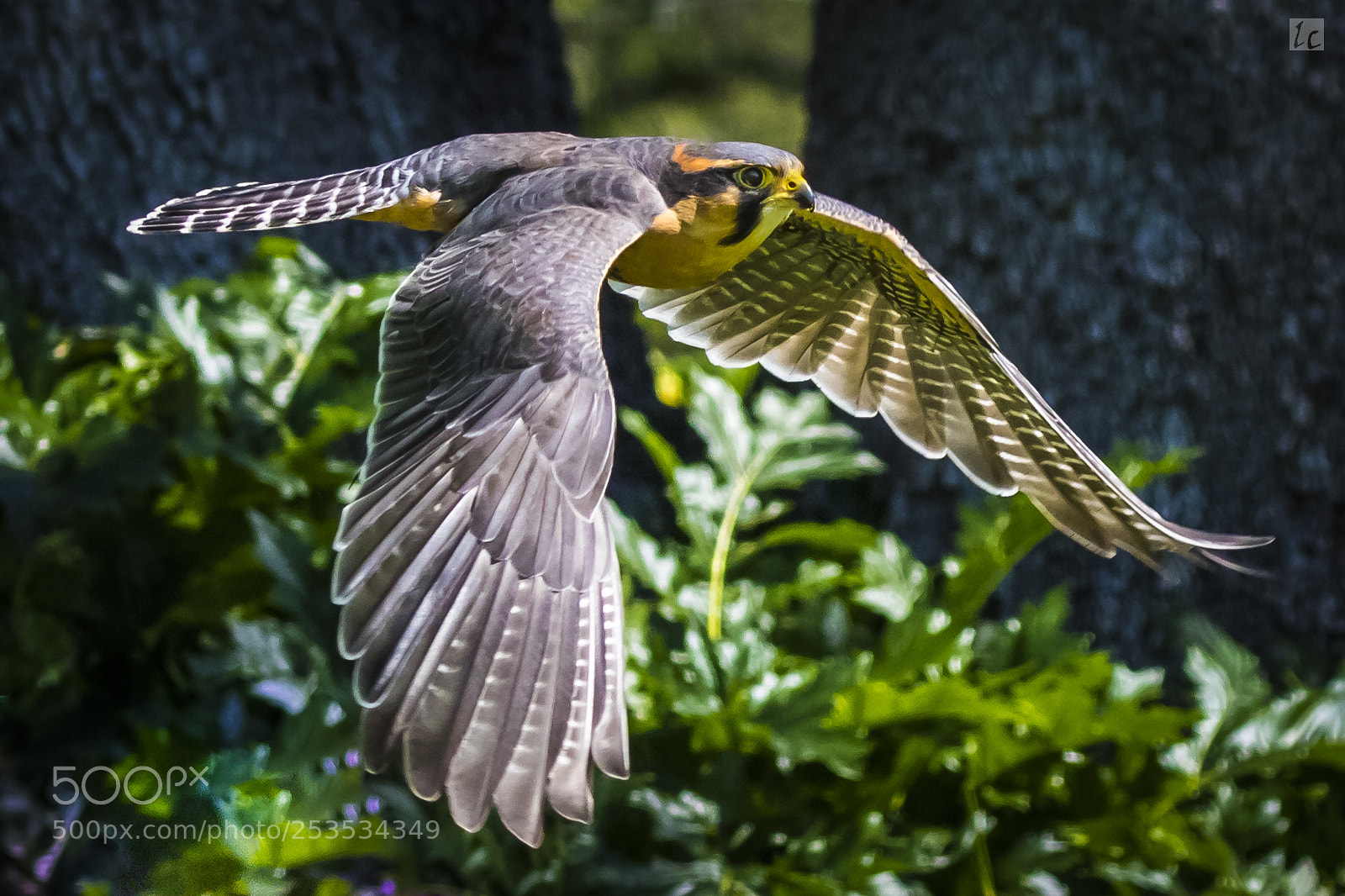 Canon EOS 7D Mark II sample photo. Swainson's hawk in flight 2 photography