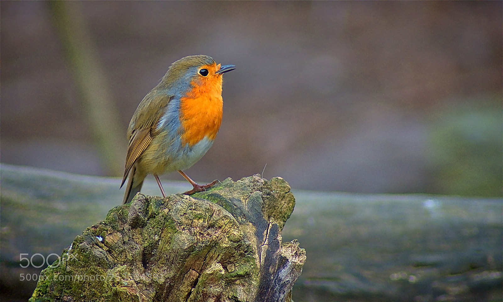 Nikon D3400 sample photo. Erithacus rubecula photography