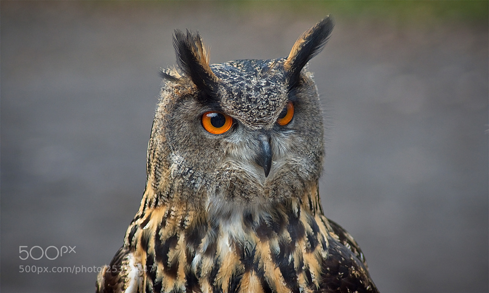 Nikon D3400 sample photo. Owl photography