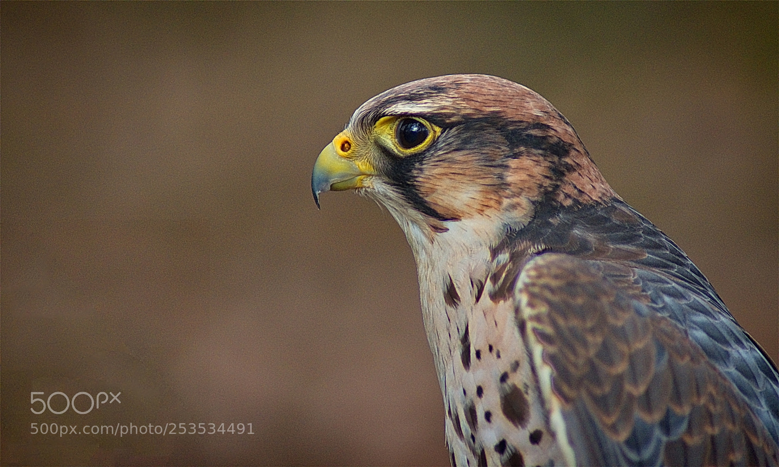 Nikon D3400 sample photo. Hawk photography
