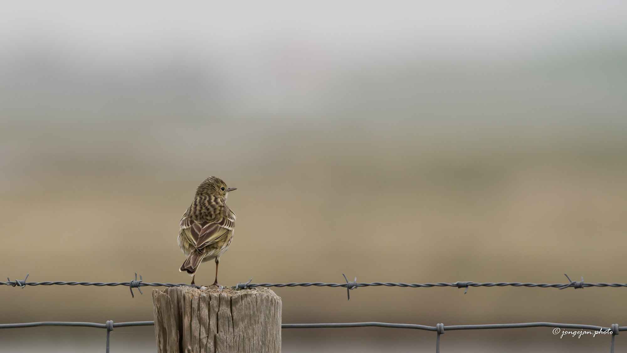 Pentax K-1 Mark II sample photo. Meadow pipit photography