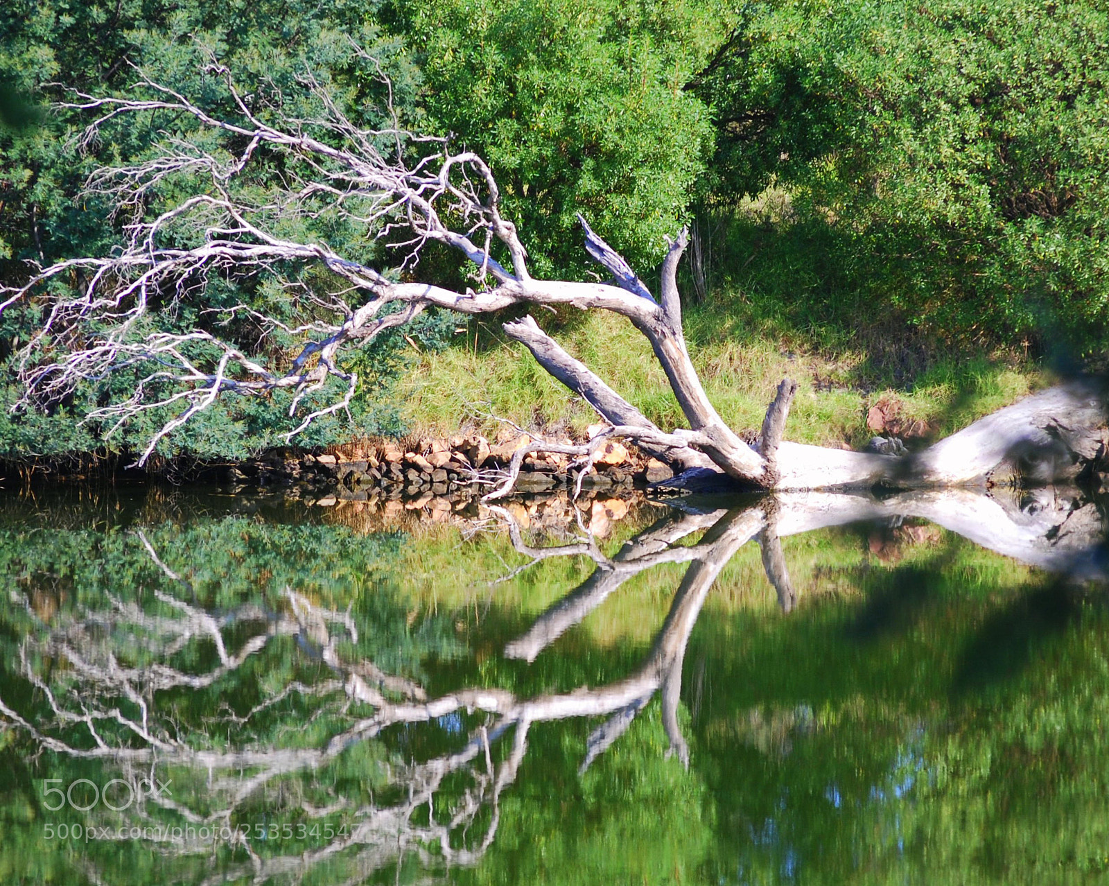 Nikon D40X sample photo. Fallen photography