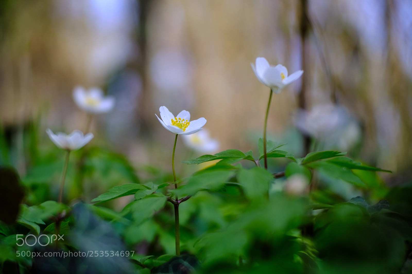 Fujifilm X-T20 sample photo. 'anemone (anemone nemorosa)' photography