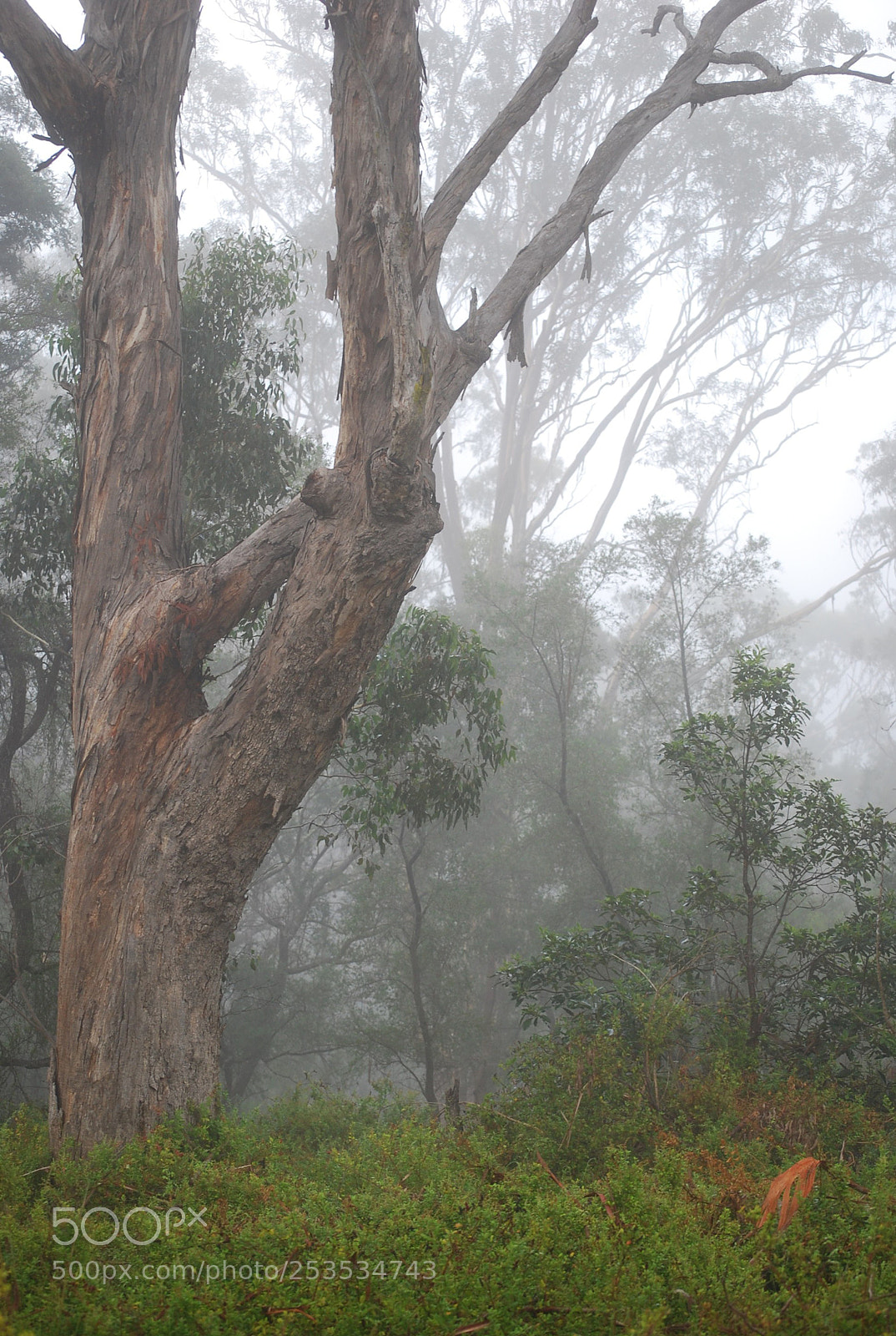 Nikon D40X sample photo. Lost in the fog photography
