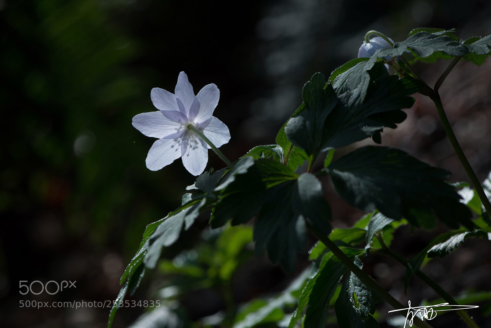 Nikon D610 sample photo. Anemone photography