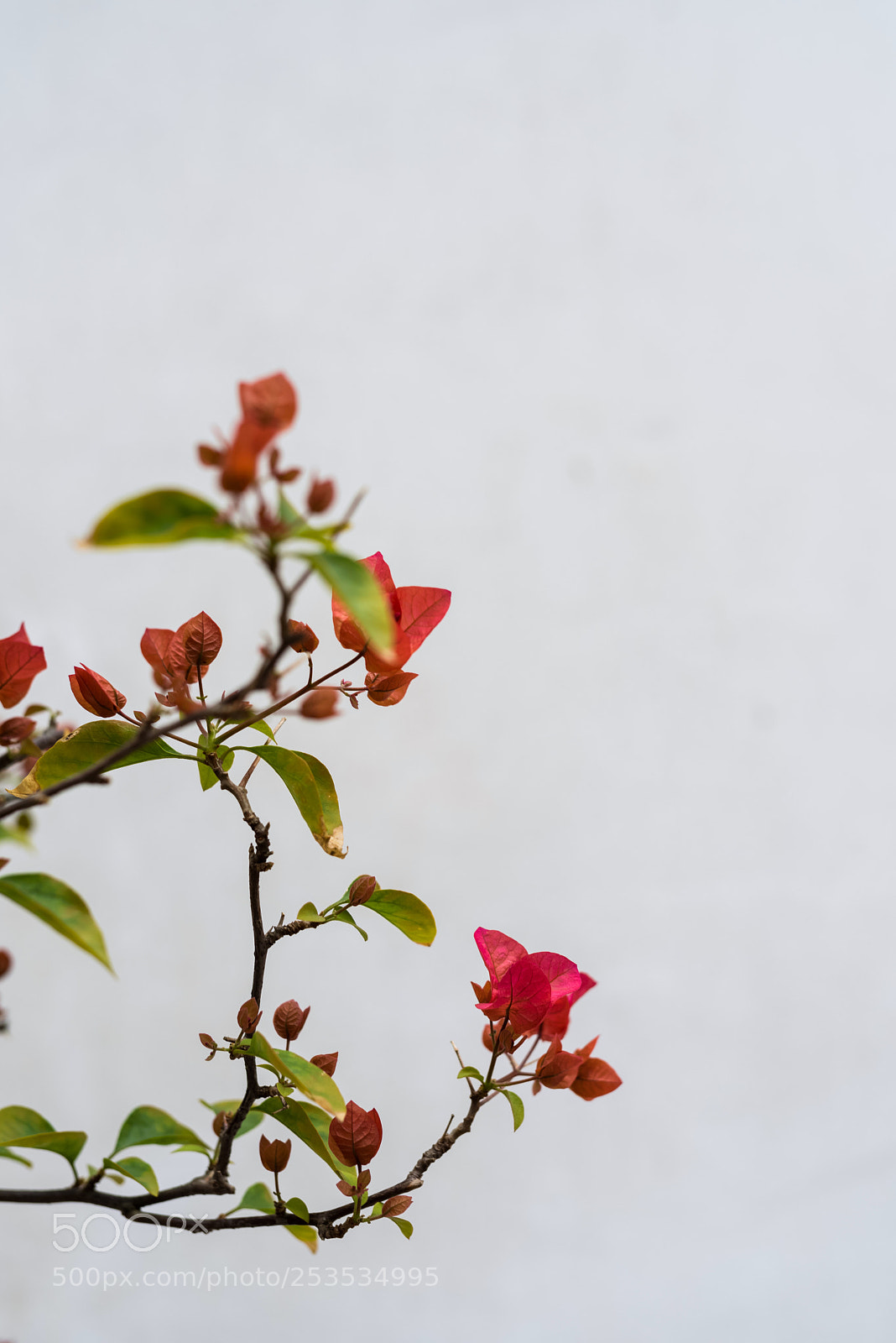 Nikon D810 sample photo. 叶子花 photography