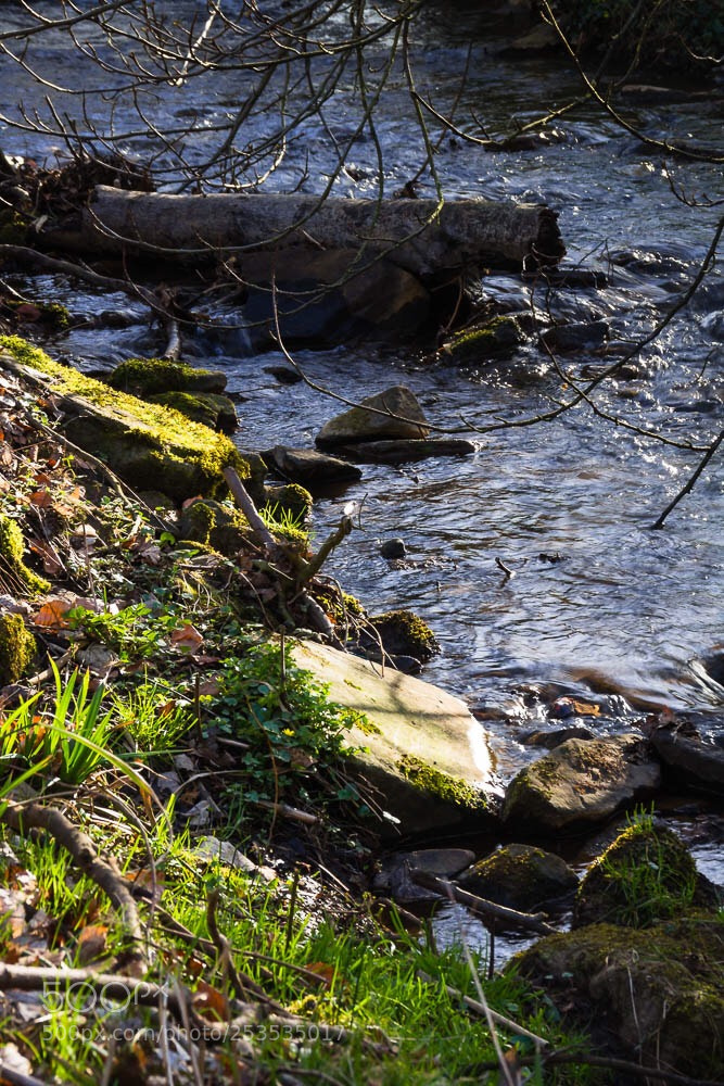 Canon EOS 700D (EOS Rebel T5i / EOS Kiss X7i) sample photo. Bach  photography