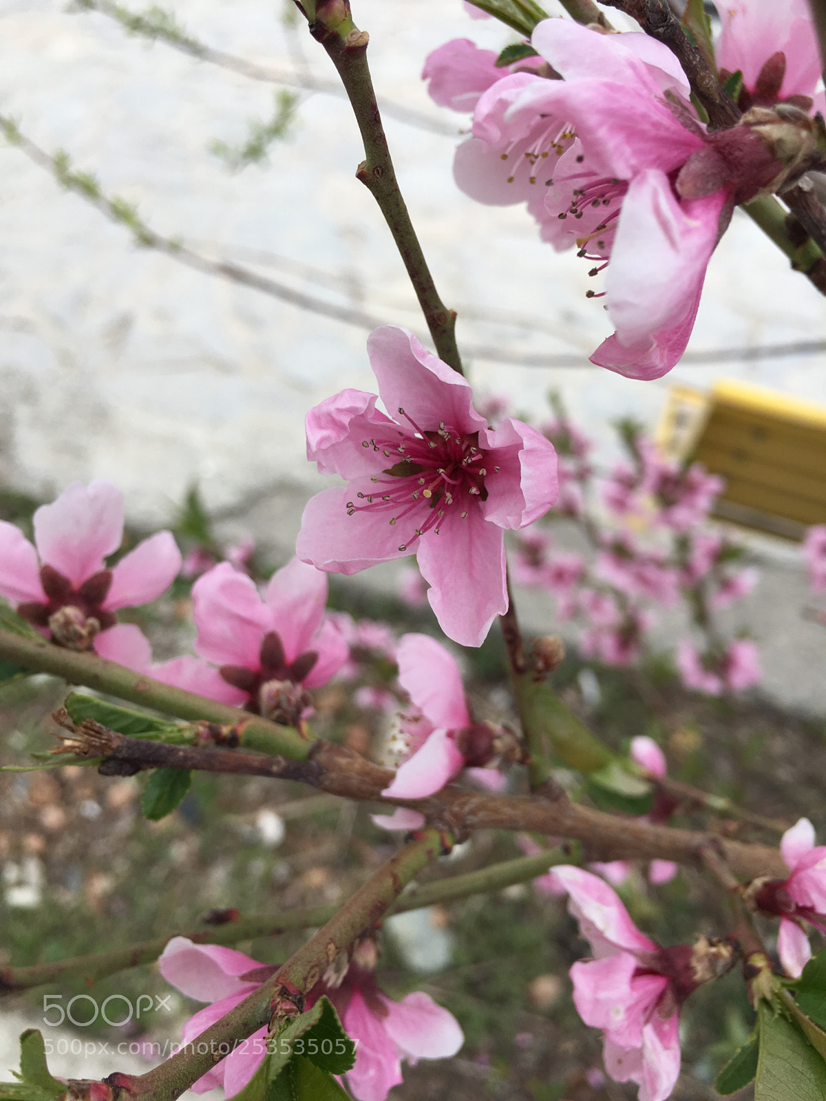 Apple iPhone 6s Plus sample photo. Untitled photography