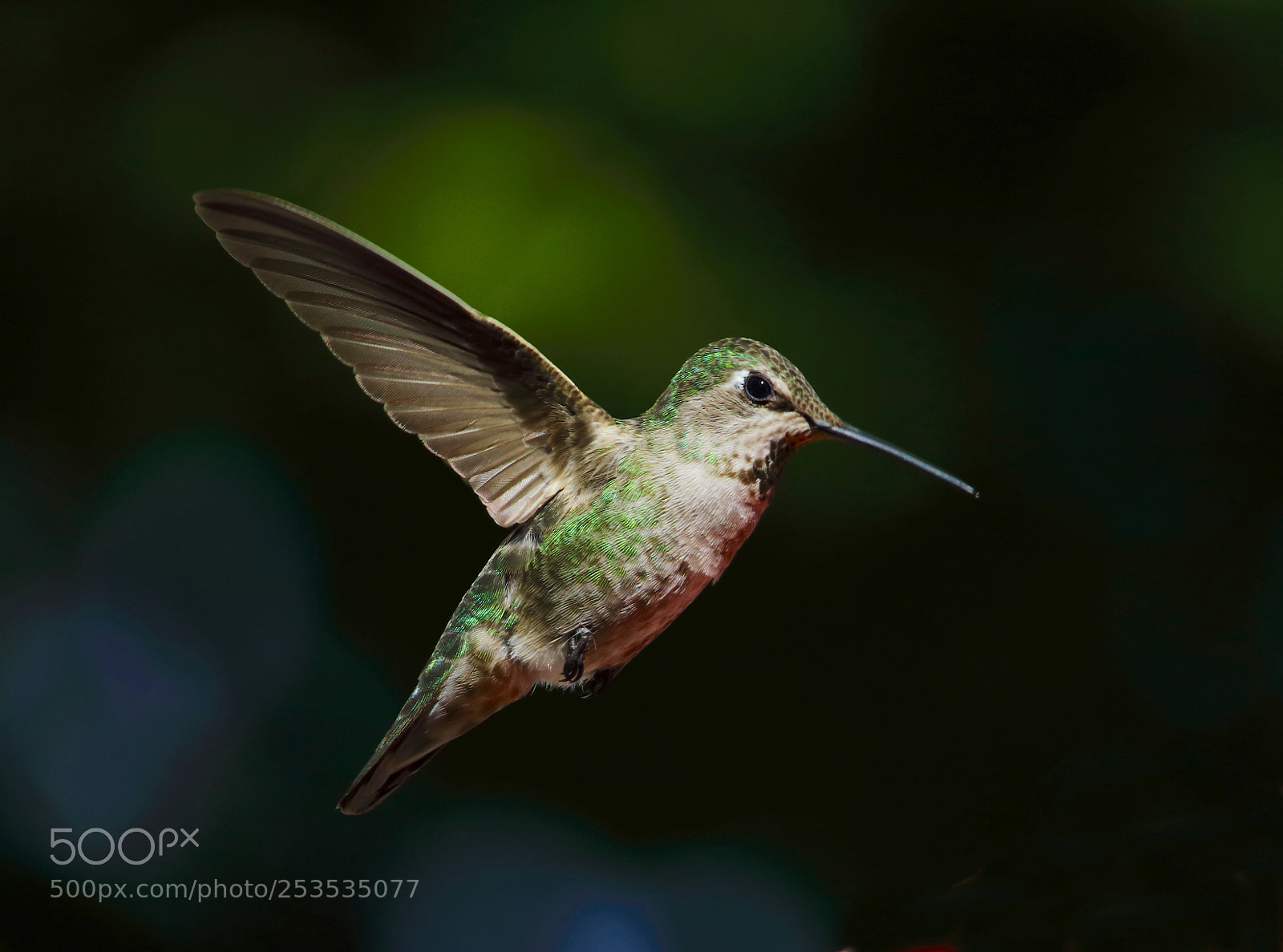 Canon EOS 70D sample photo. Hummingbird photography