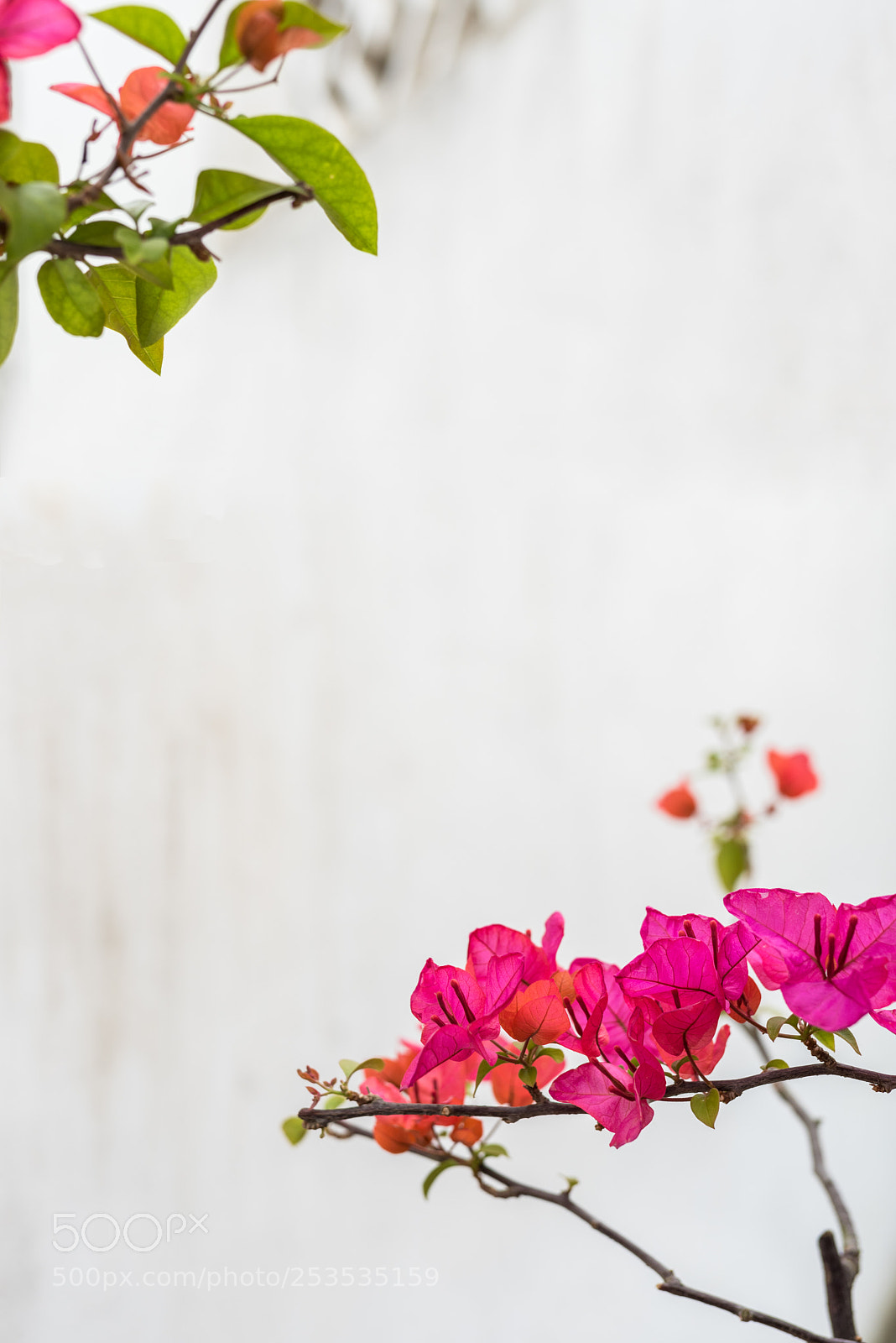 Nikon D810 sample photo. 叶子花 photography