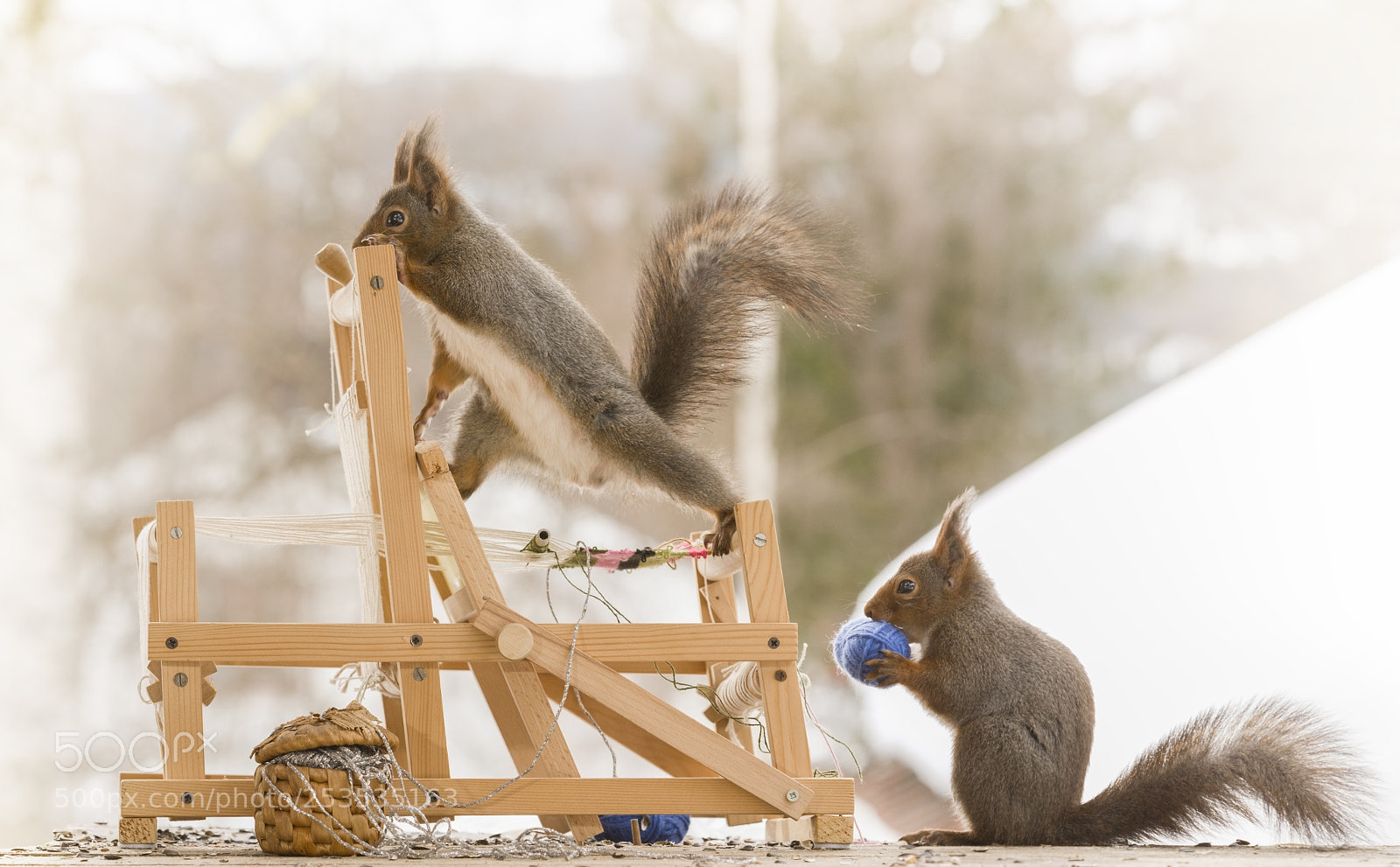Nikon D810 sample photo. Red squirrels on an photography