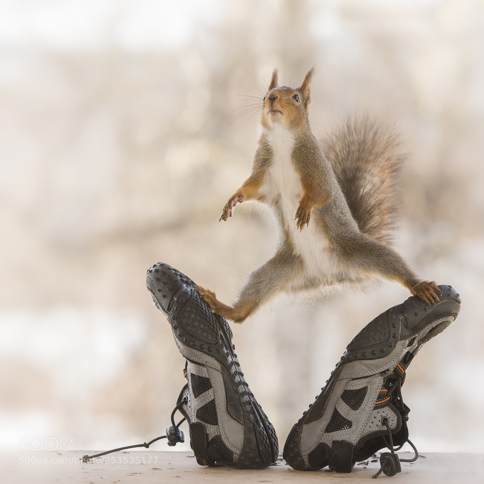 Nikon D810 sample photo. Red squirrel between sport photography