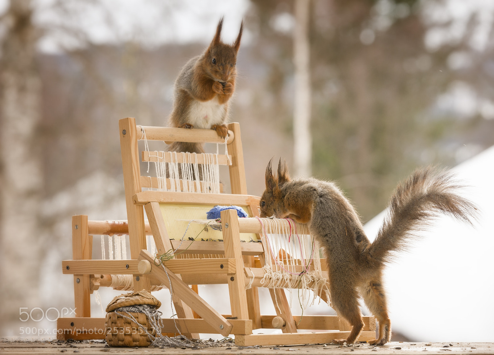 Nikon D810 sample photo. Red squirrels with a photography