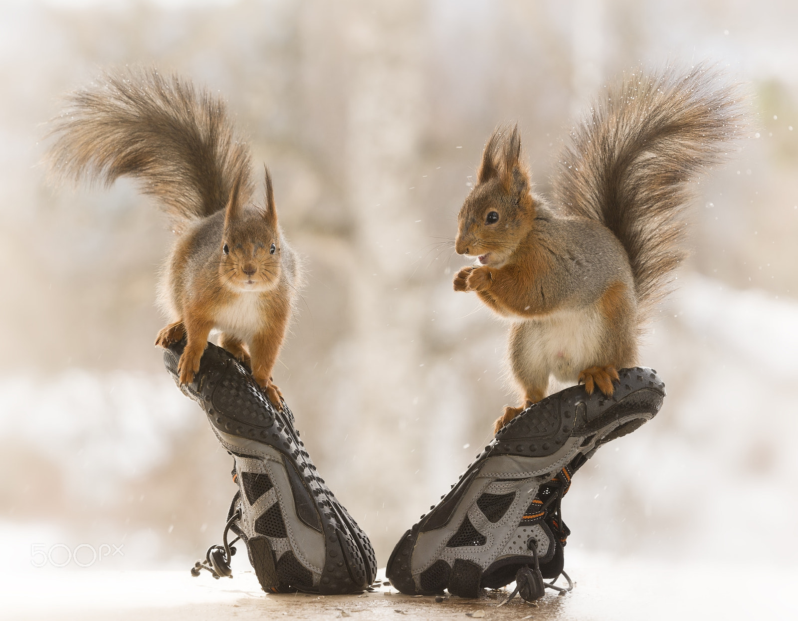 Nikon D810 sample photo. Red squirrels standing on photography