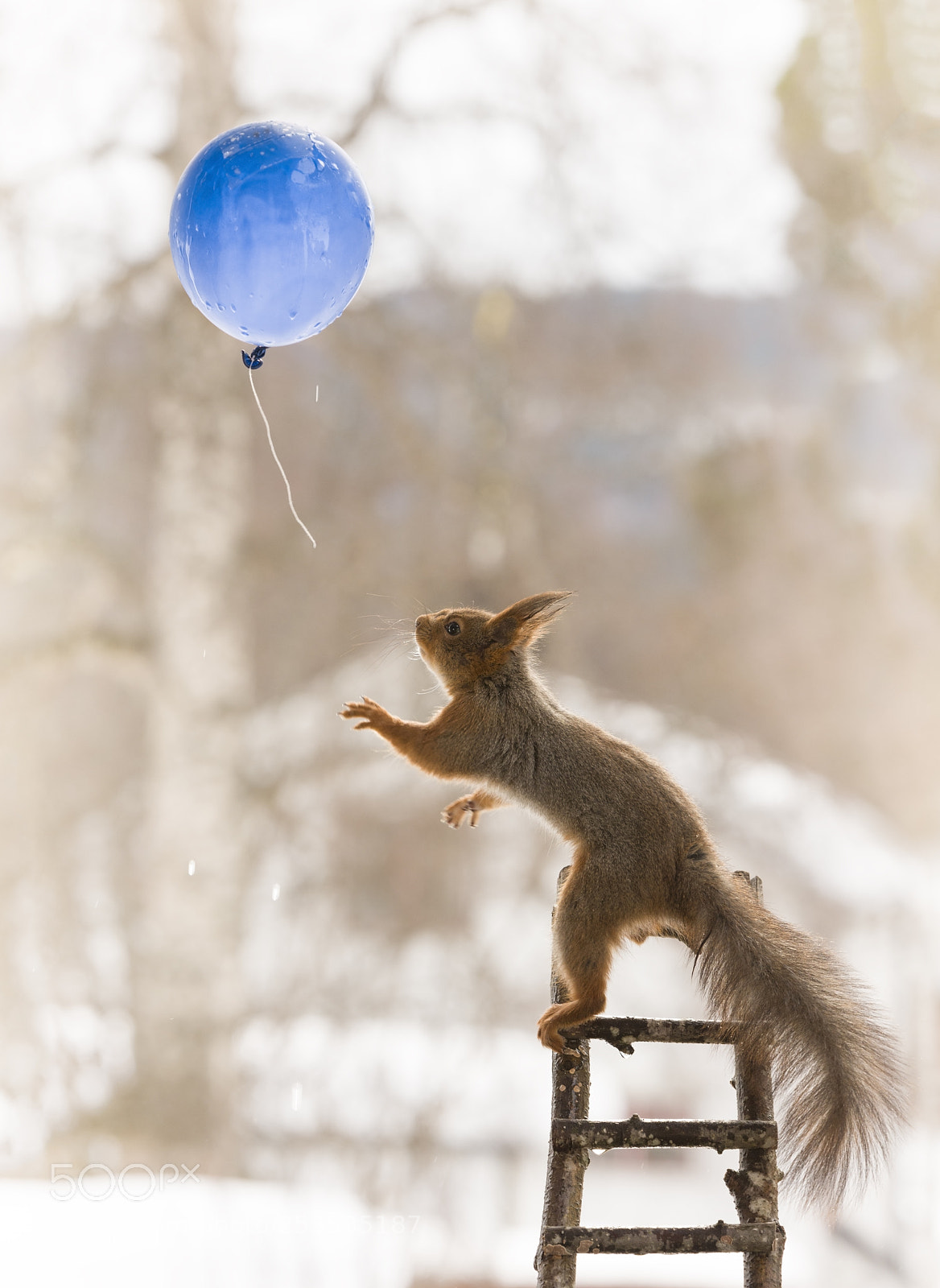 Nikon D810 sample photo. Red squirrel on a photography