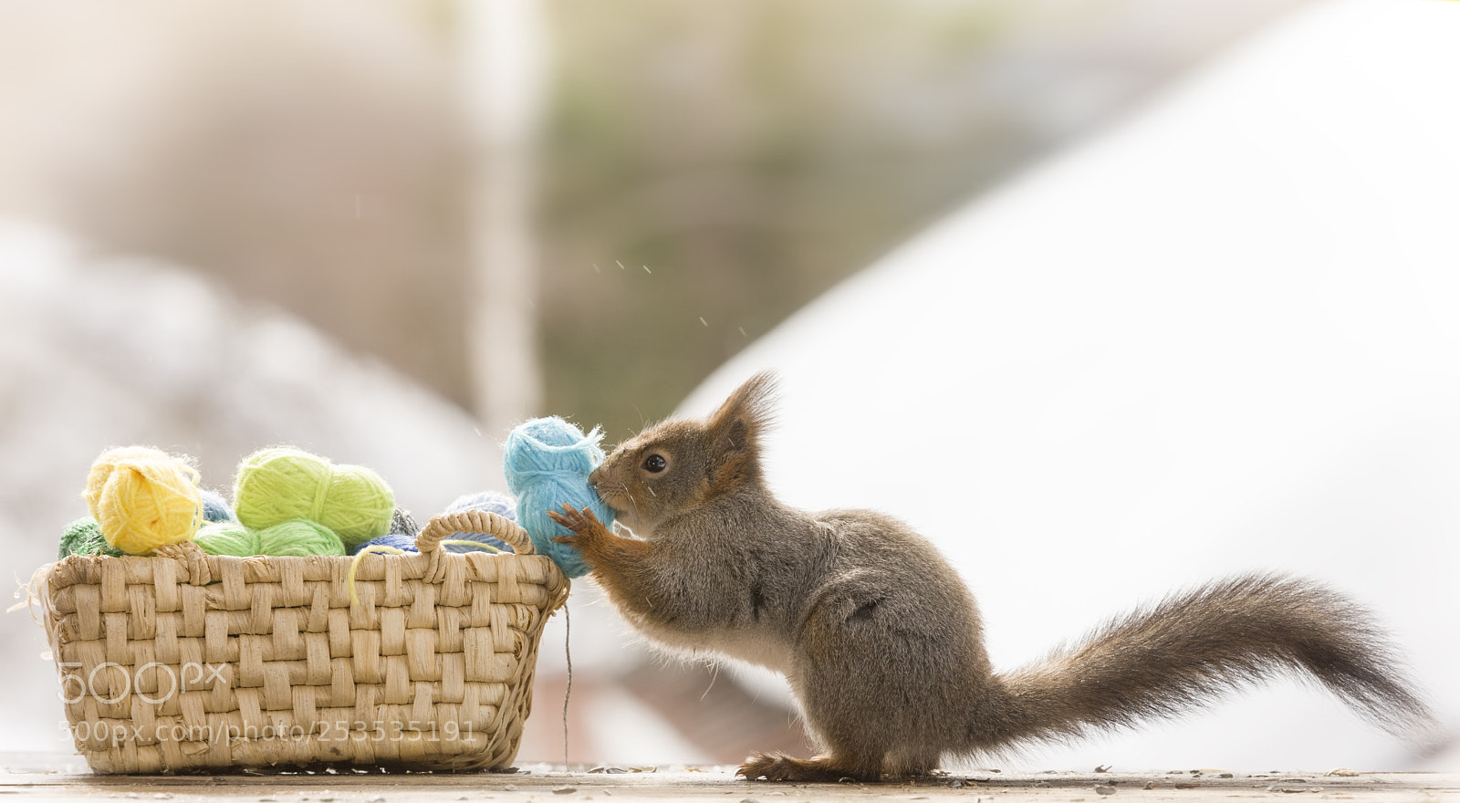 Nikon D810 sample photo. Red squirrel holding yarn photography