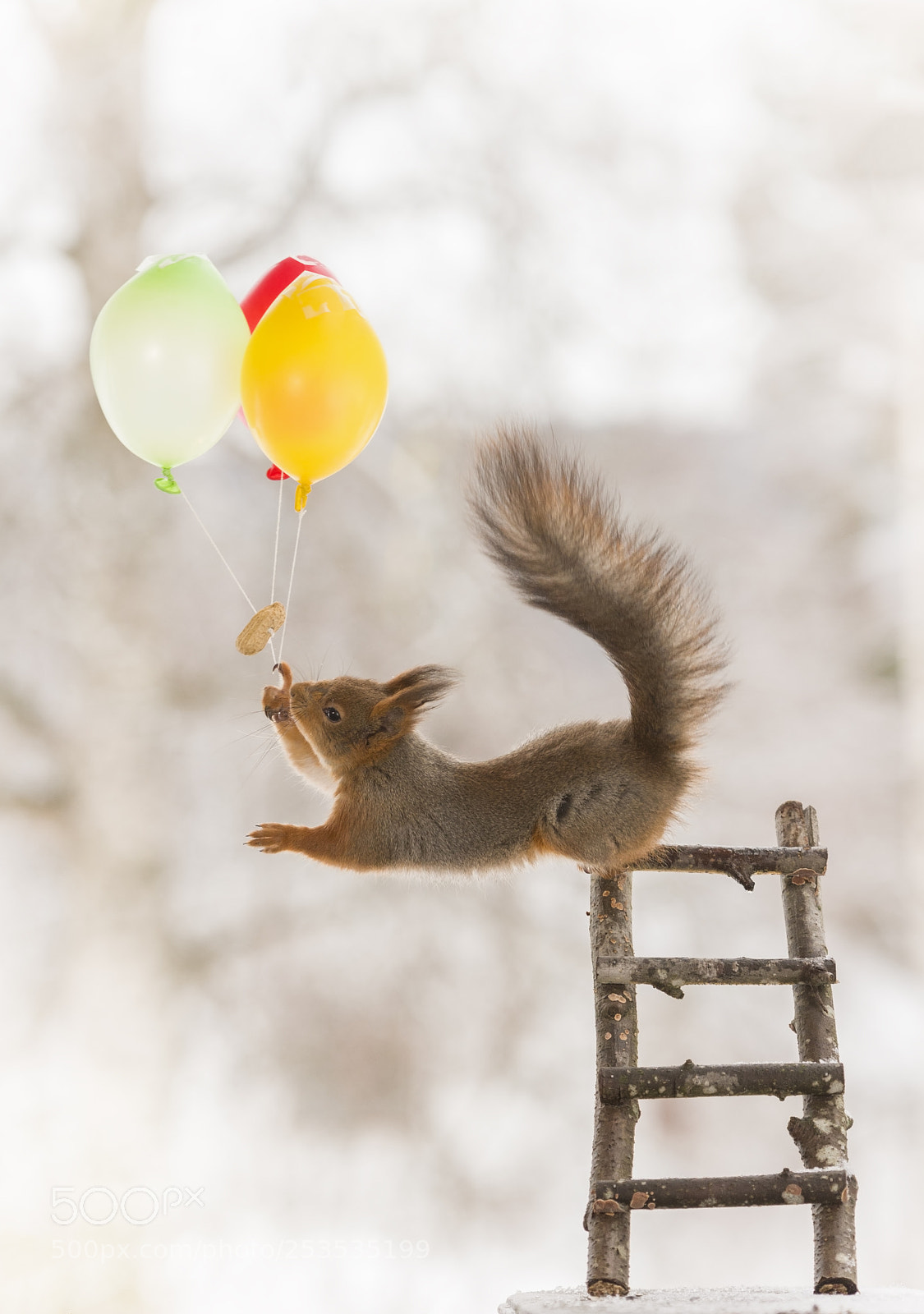 Nikon D810 sample photo. Red squirrel holding balloons photography