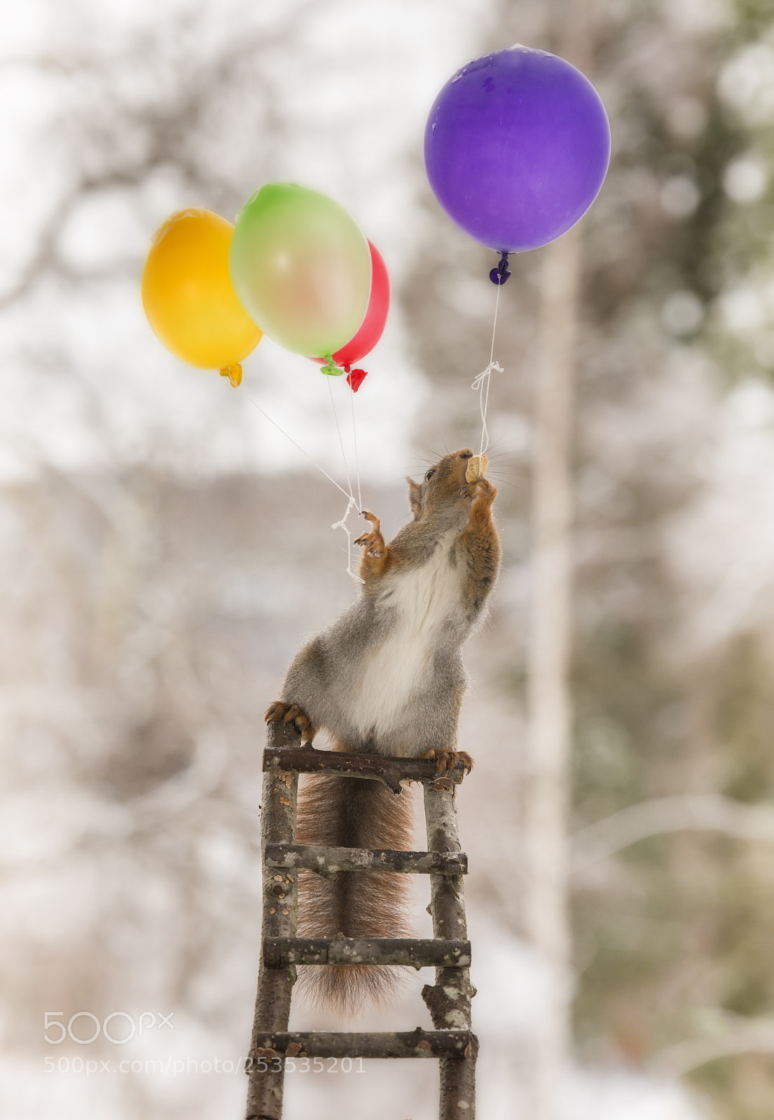 Nikon D810 sample photo. Red squirrel on an photography
