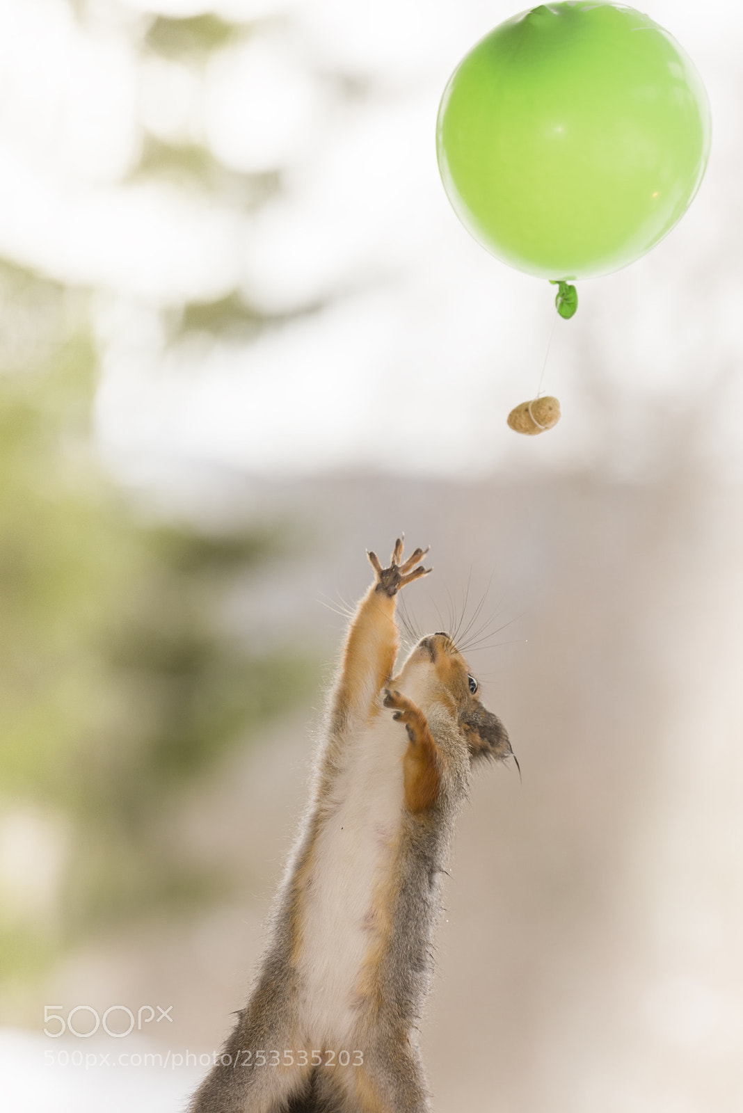 Nikon D810 sample photo. Red squirrel looking up photography