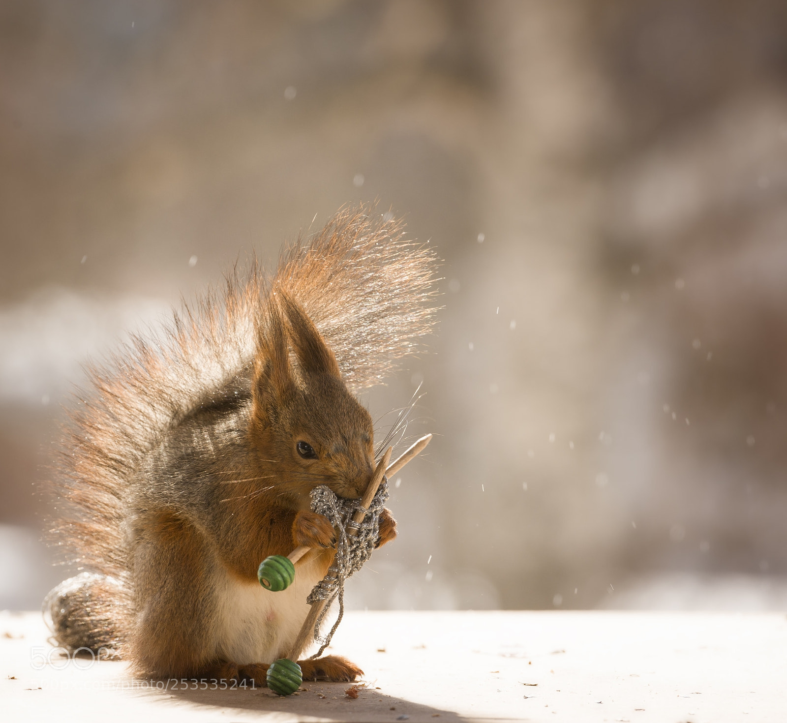 Nikon D810 sample photo. Red squirrel holding knitting photography