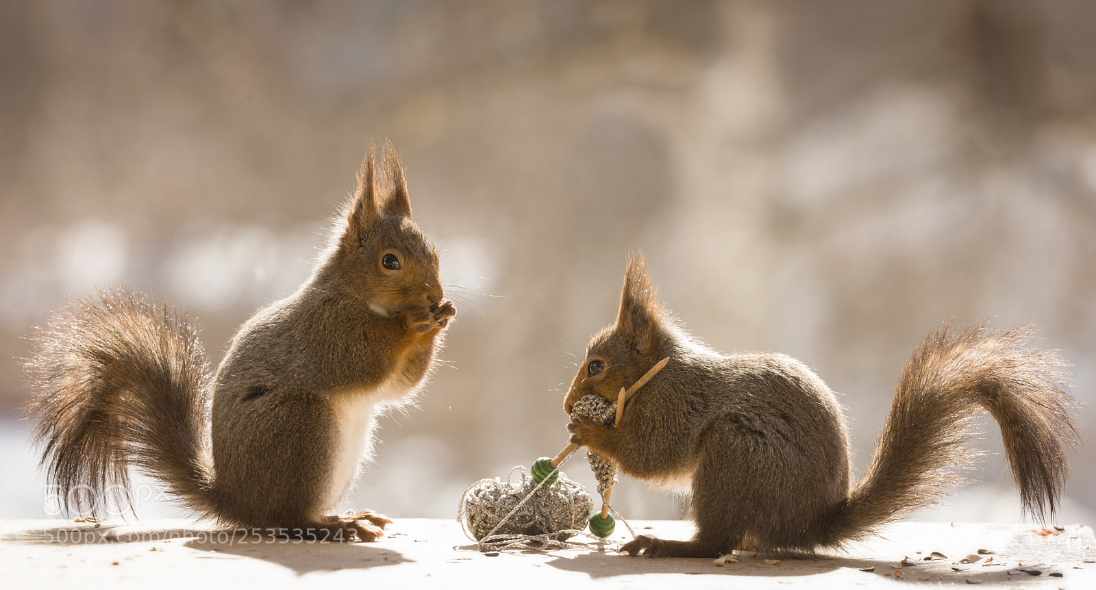 Nikon D810 sample photo. Red squirrels holding knitting photography