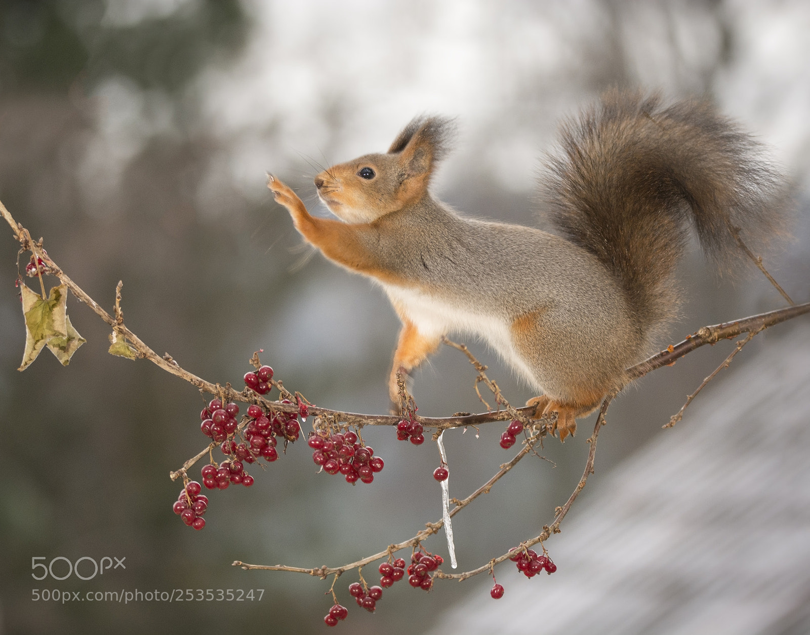 Nikon D7100 sample photo. Red squirrel reaches out photography