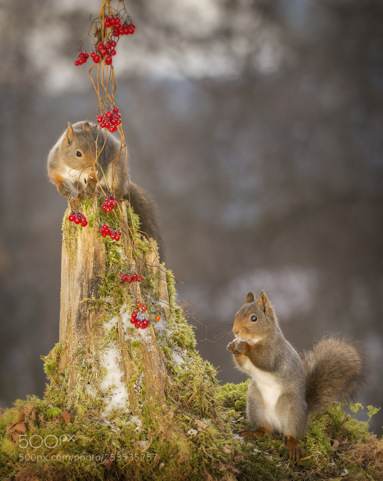 Nikon D7100 sample photo. Red squirrels on tree photography