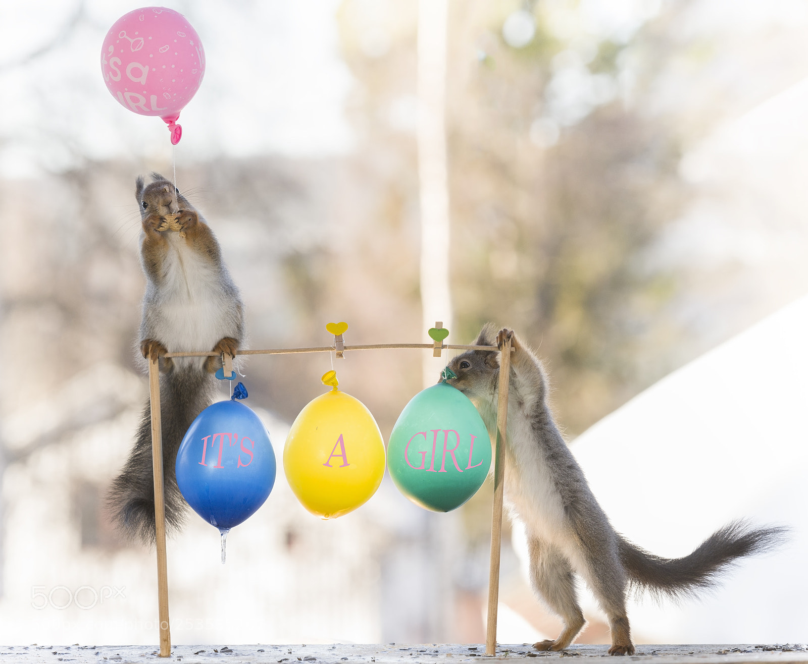 Nikon D810 sample photo. Red squirrel balancing and photography
