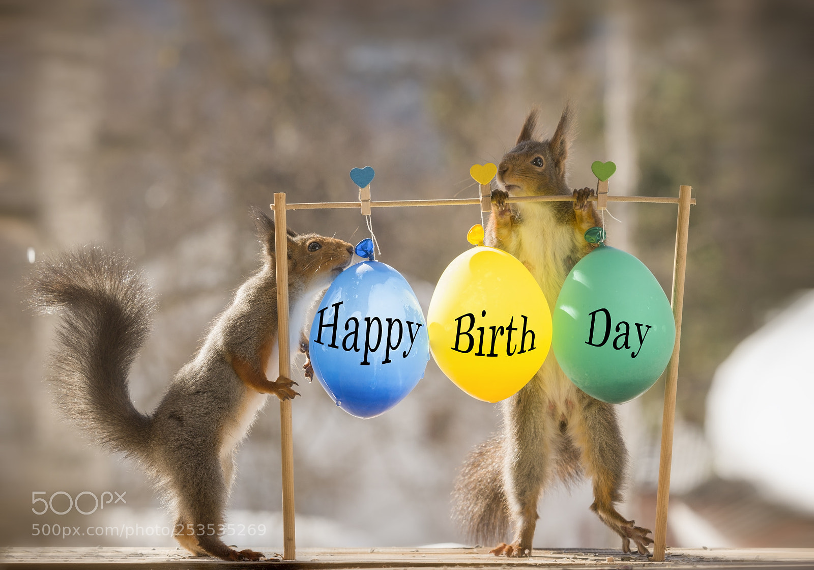 Nikon D810 sample photo. Red squirrels with happy photography