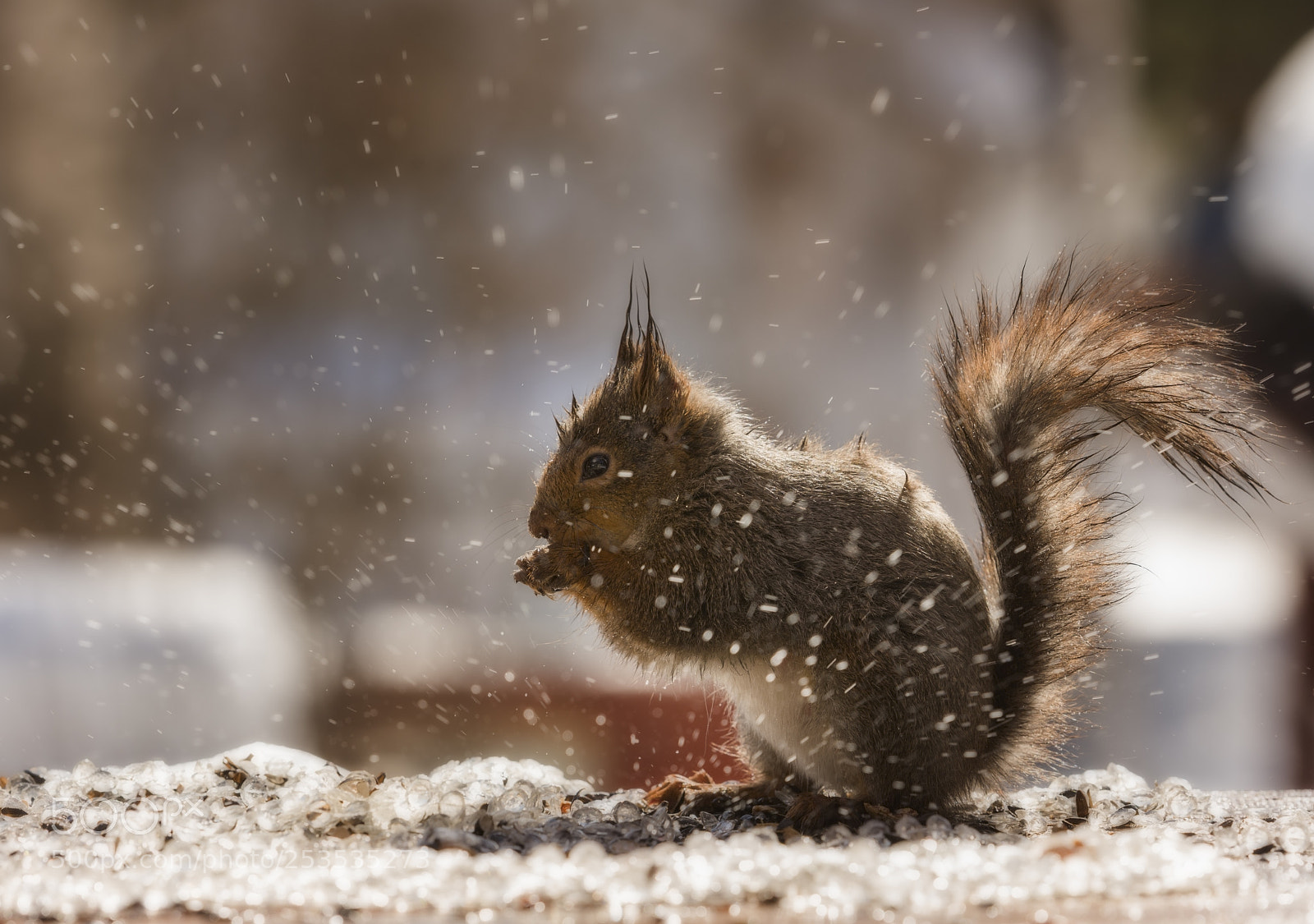 Nikon D810 sample photo. Red squirrels with splashing photography