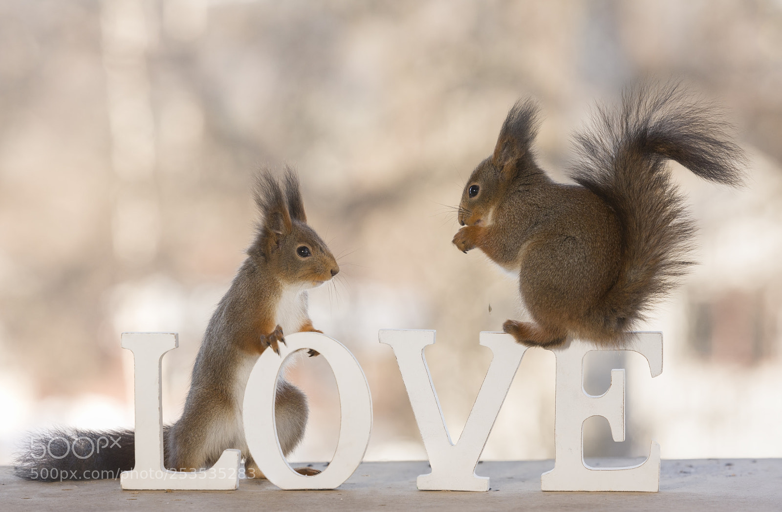 Nikon D810 sample photo. Red squirrels standing on photography