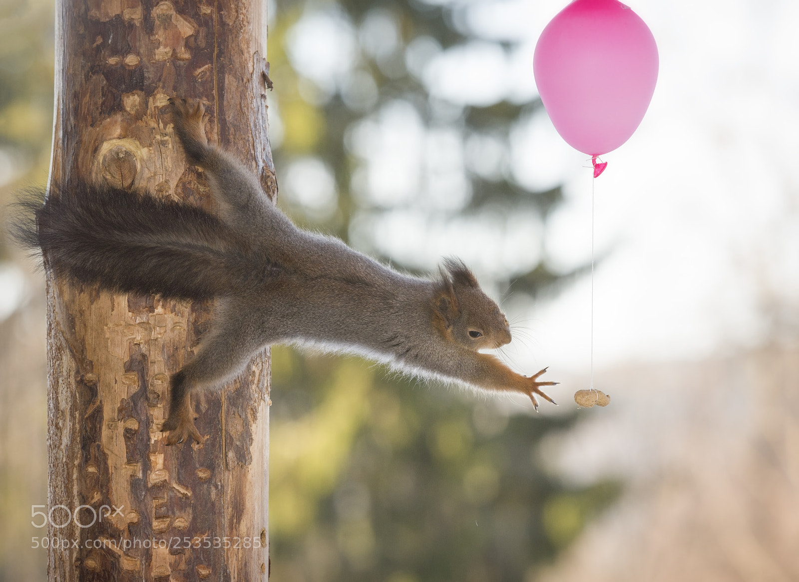 Nikon D810 sample photo. Red squirrel in a photography
