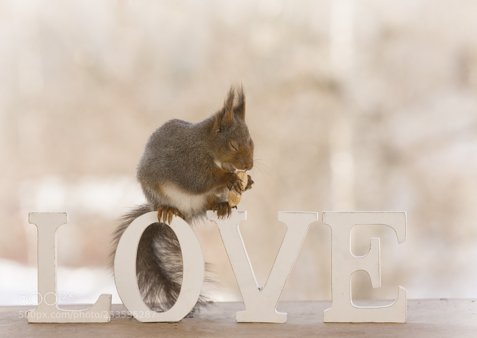Nikon D810 sample photo. Red squirrel standing on photography