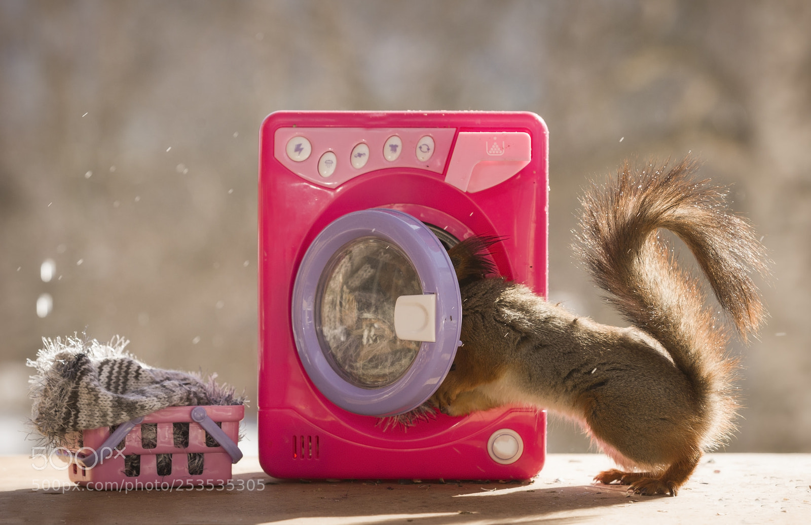 Nikon D810 sample photo. Red squirrel with a photography