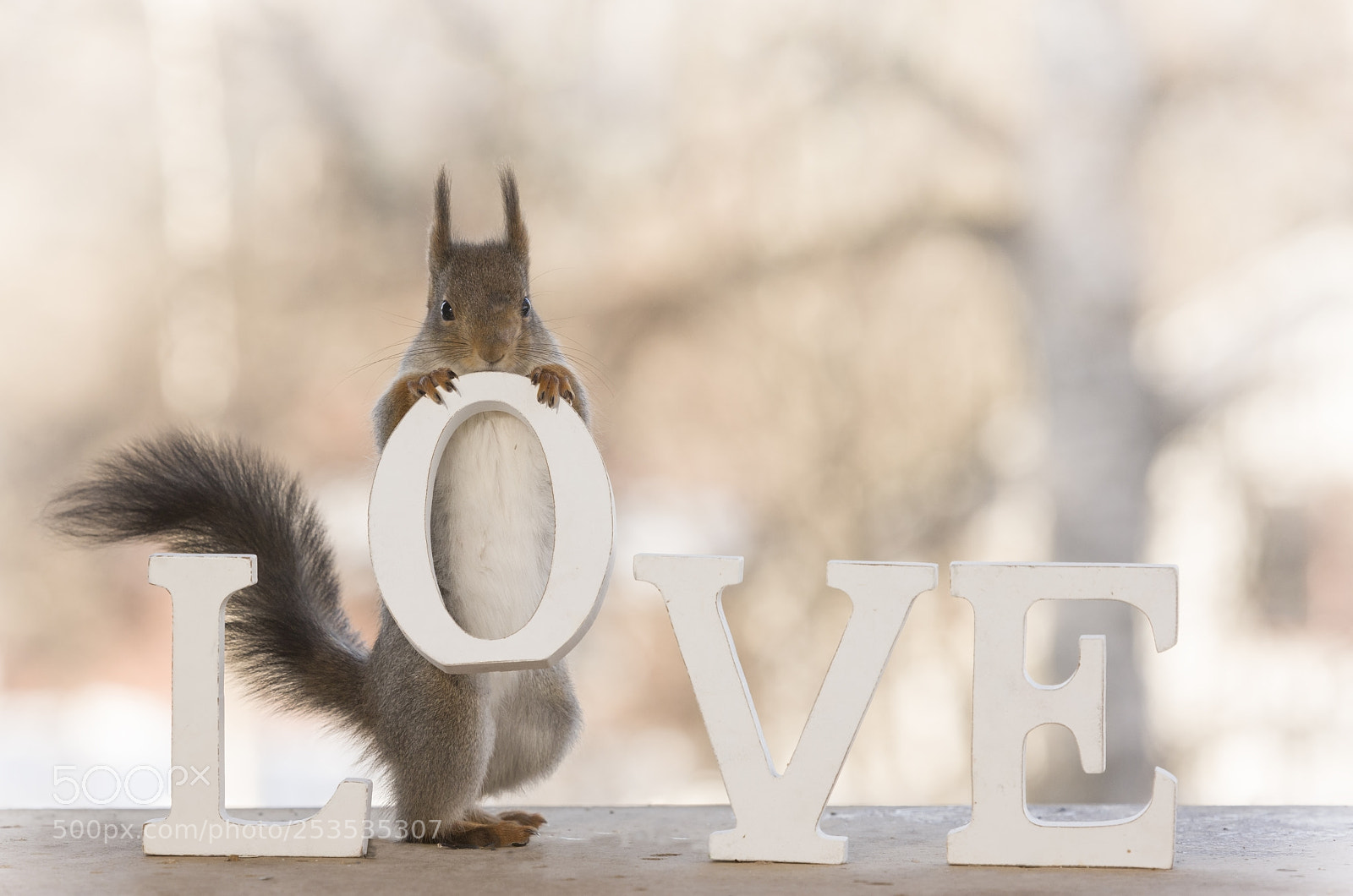 Nikon D810 sample photo. Red squirrel holding an photography