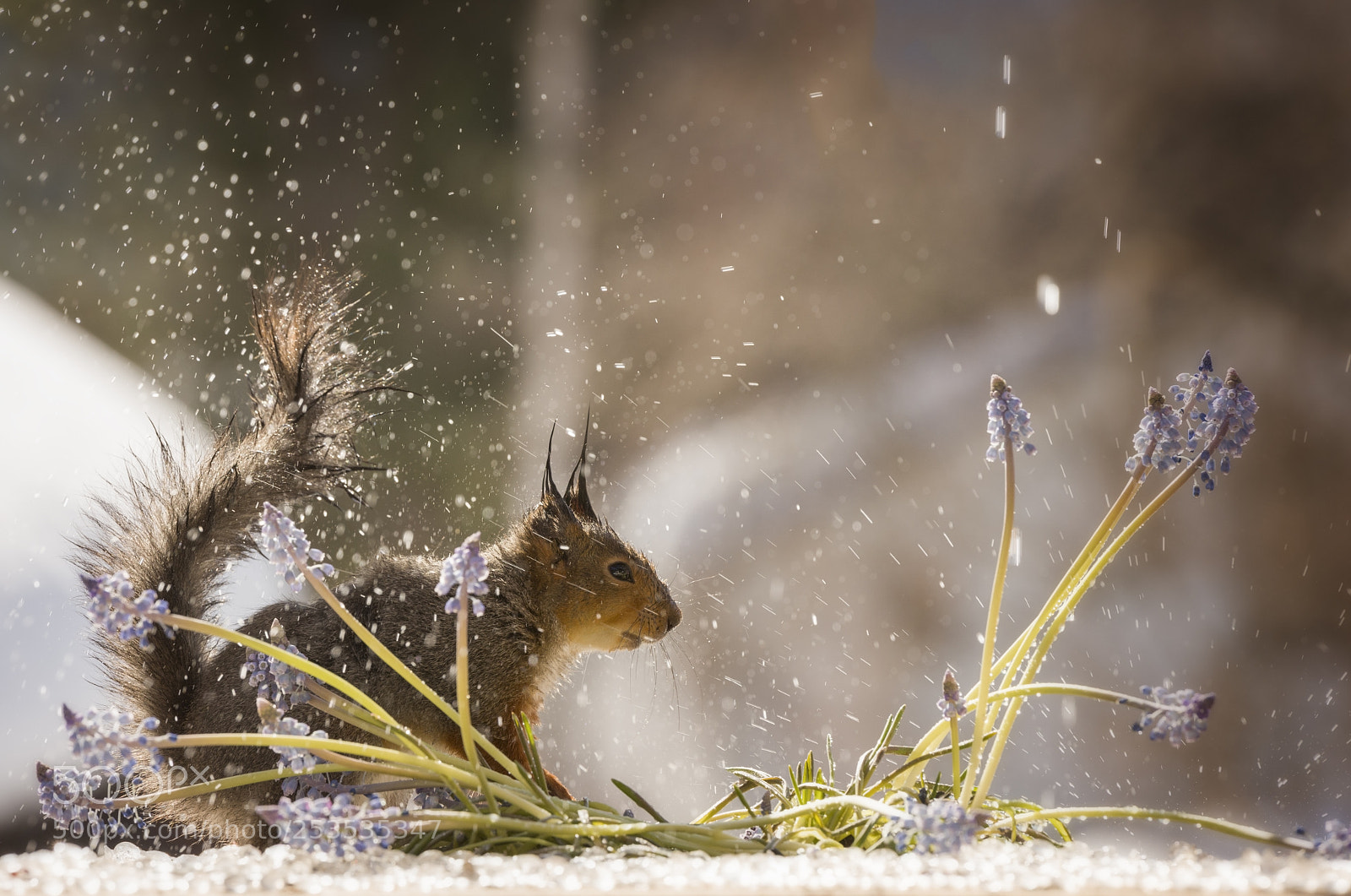 Nikon D810 sample photo. Red squirrel with rain photography