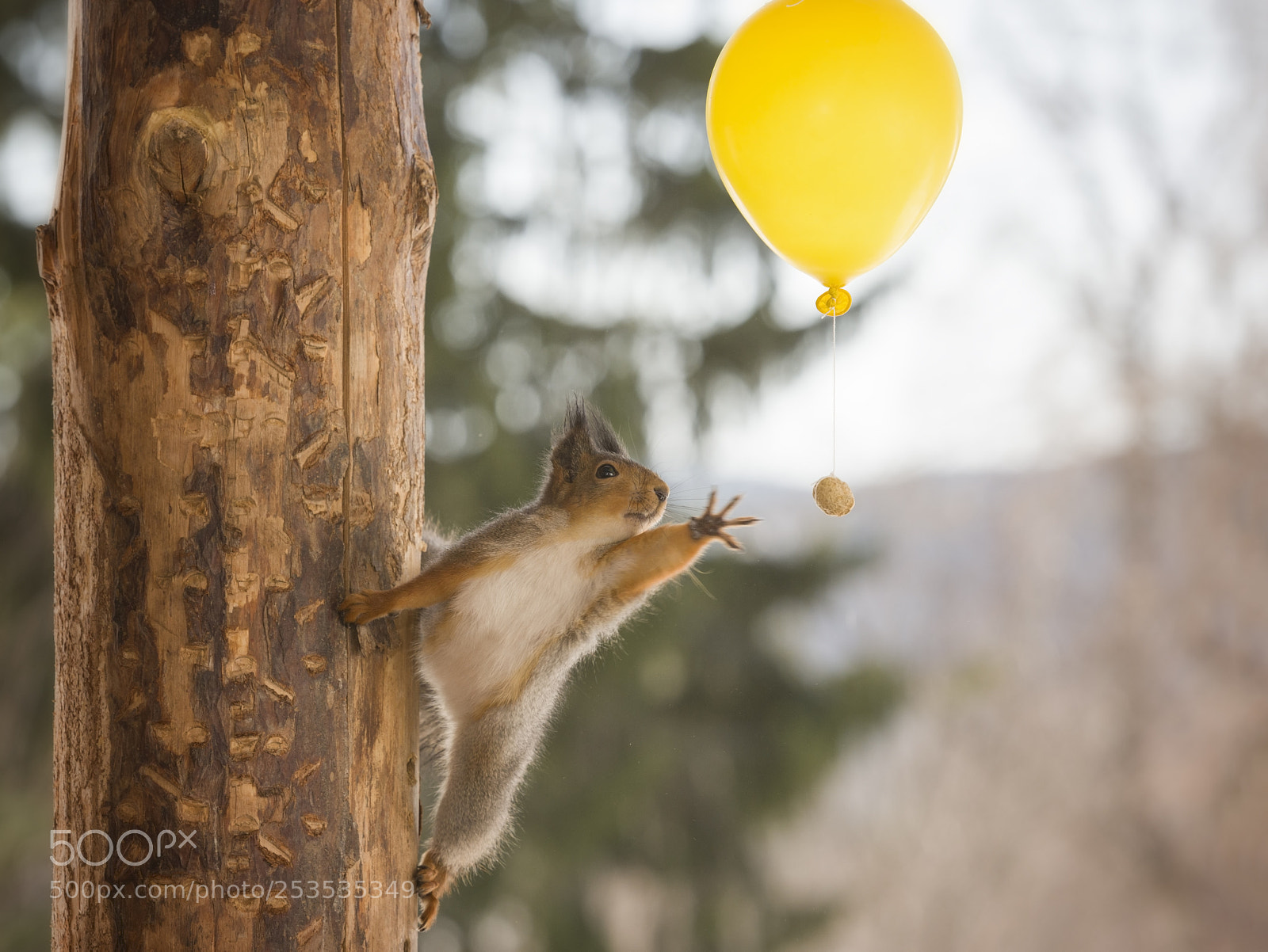 Nikon D810 sample photo. Red squirrel in tree photography