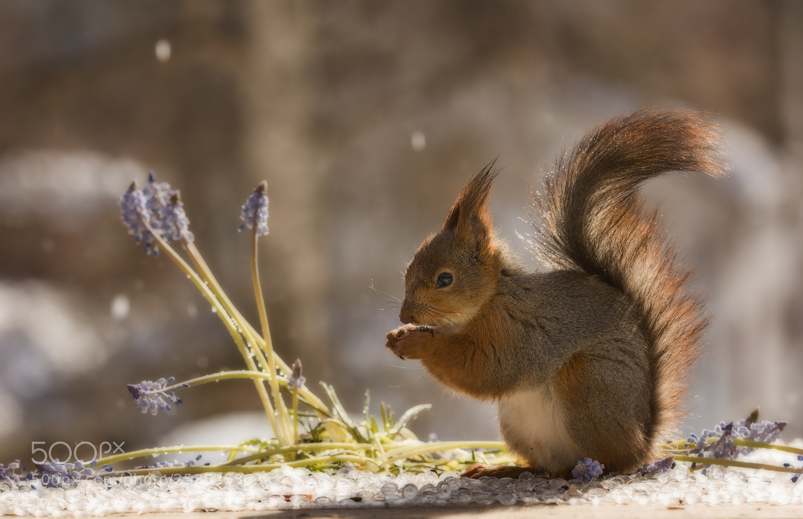 Nikon D810 sample photo. Red squirrel with water photography