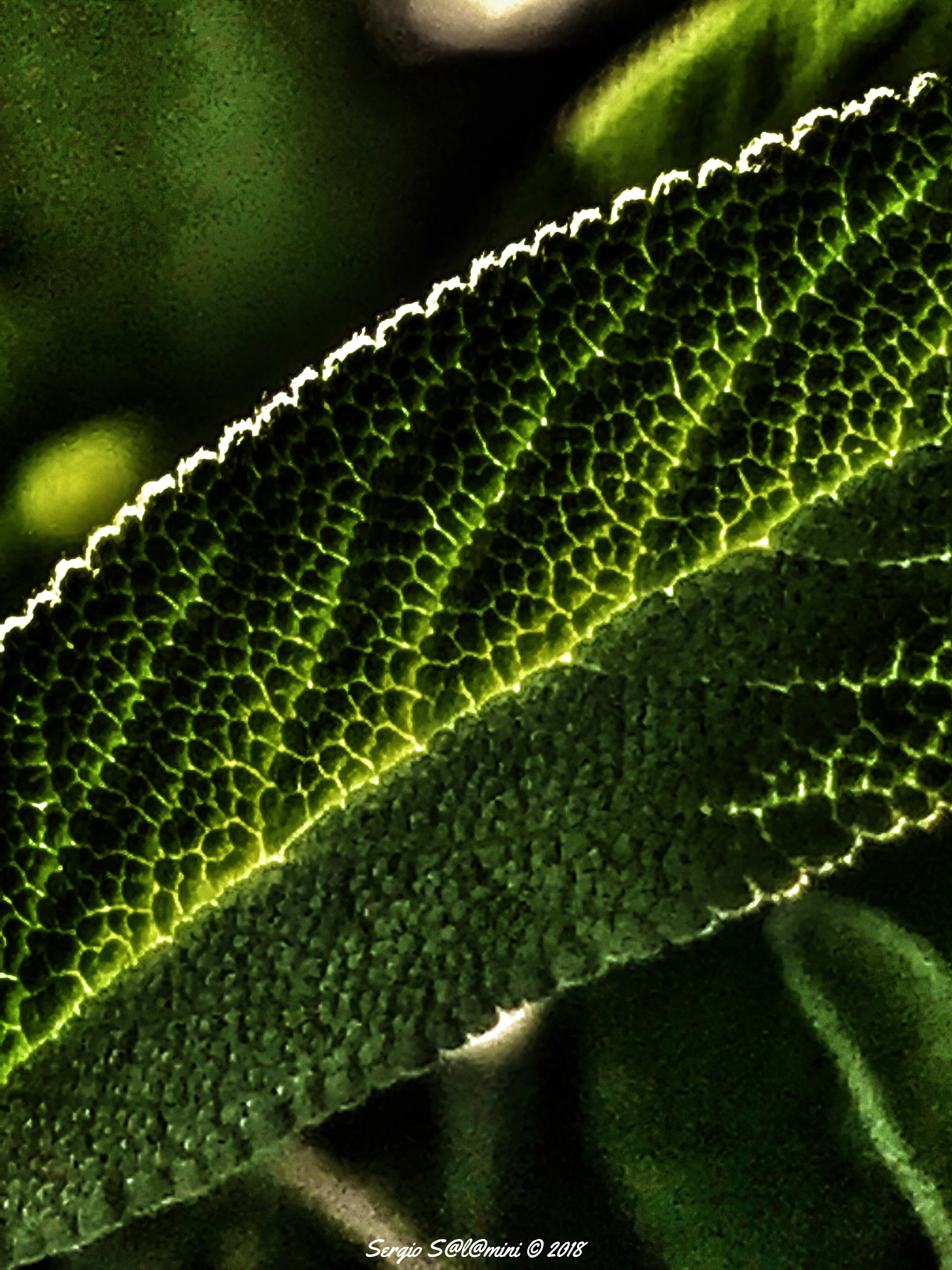 Apple iPhone9,3 sample photo. Green passion #1 photography