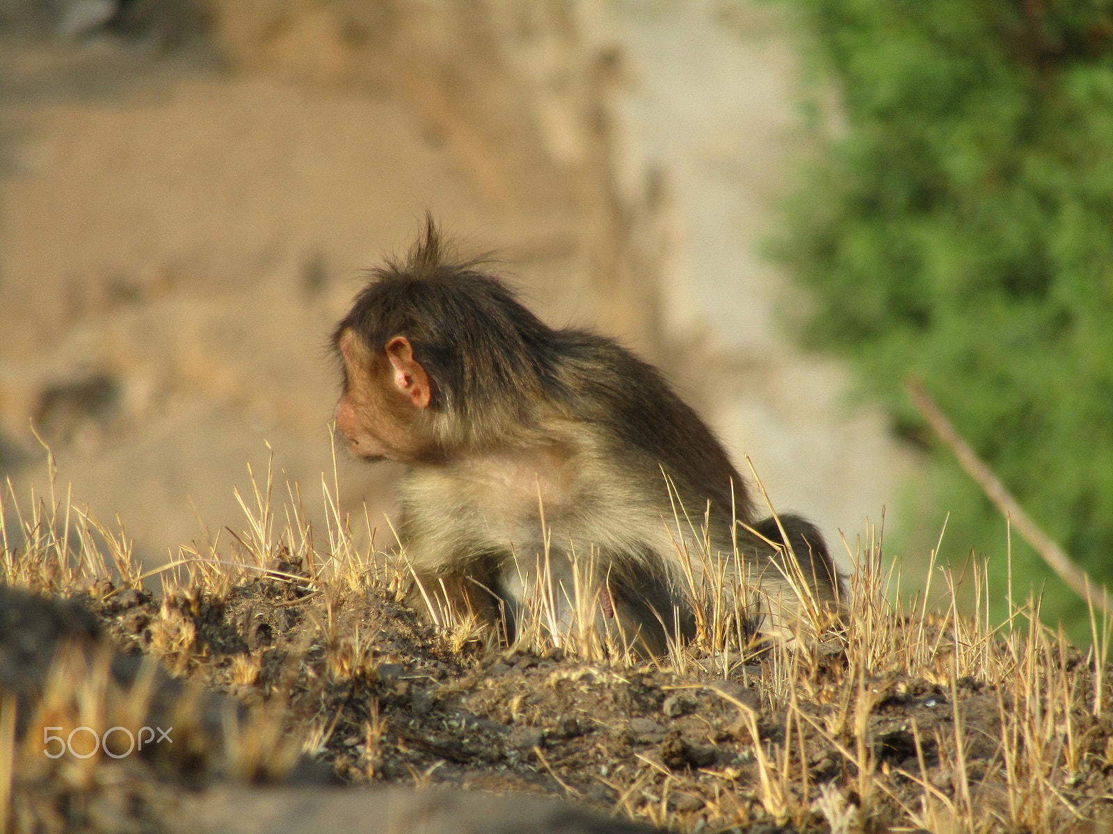 Canon POWERSHOT SX430 IS sample photo. Little monkey. monkey sitting on a rock, eating a photography