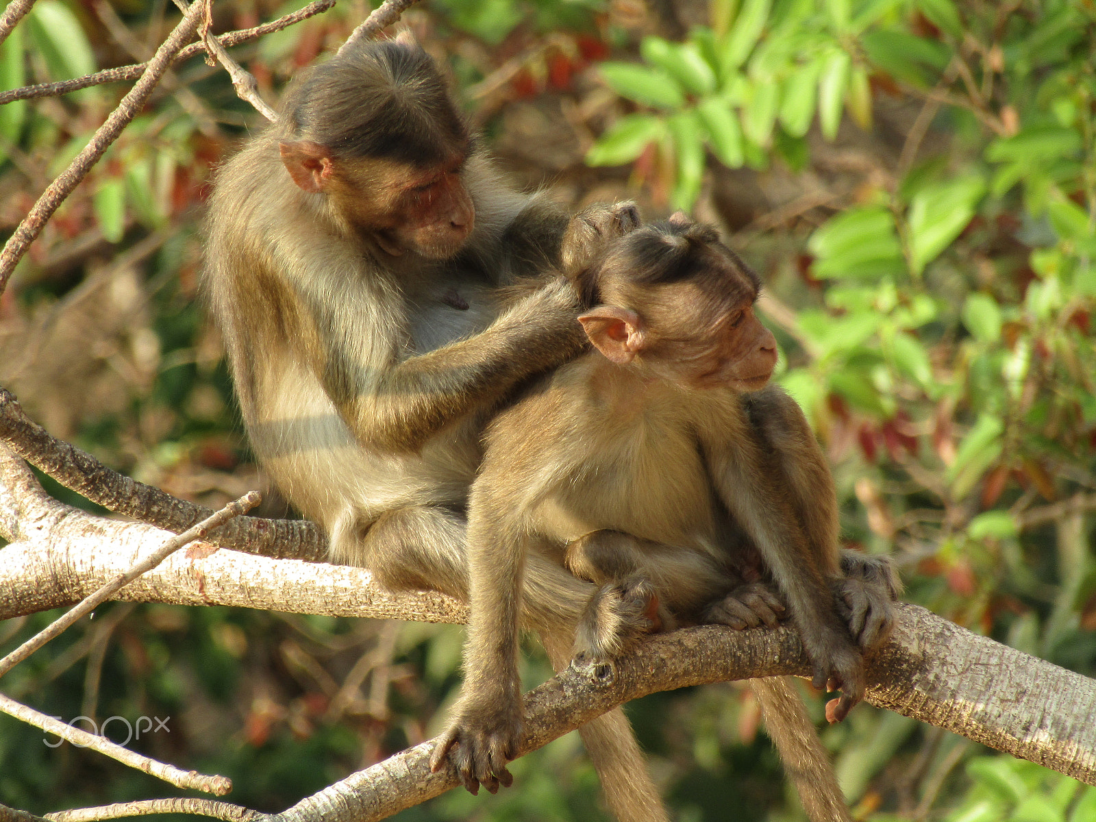 Canon POWERSHOT SX430 IS sample photo. Portrait of baby monkey and mother at sacred monke photography