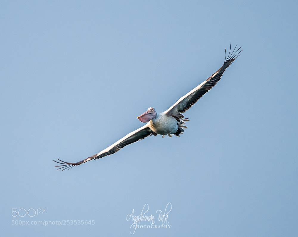 Nikon D500 sample photo. Pelican in flight photography
