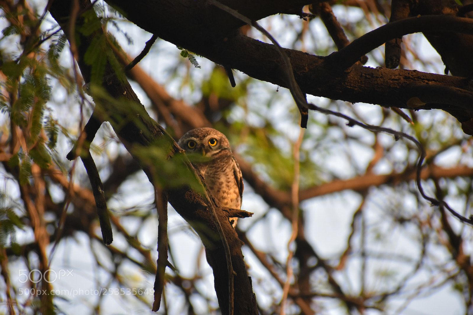 Nikon D3400 sample photo. Owl photography