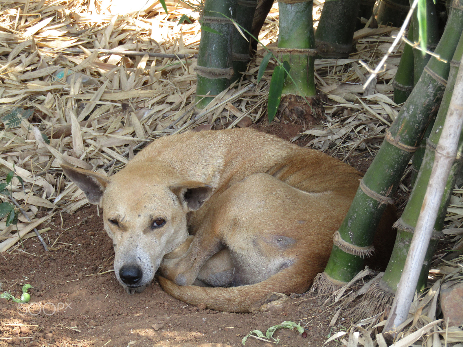 Canon POWERSHOT SX430 IS sample photo. Love between dog and human. friendship and love photography