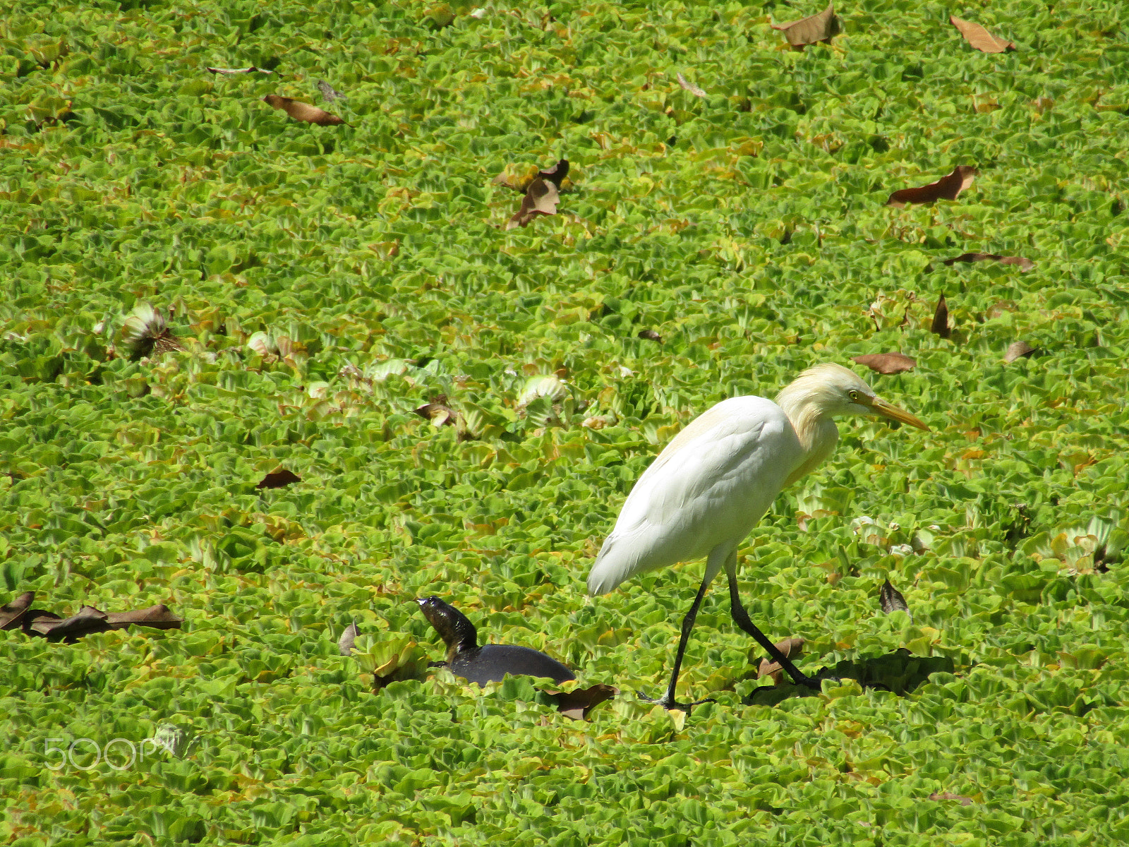 Canon POWERSHOT SX430 IS sample photo. Great white heron in white snow wind during cold w photography