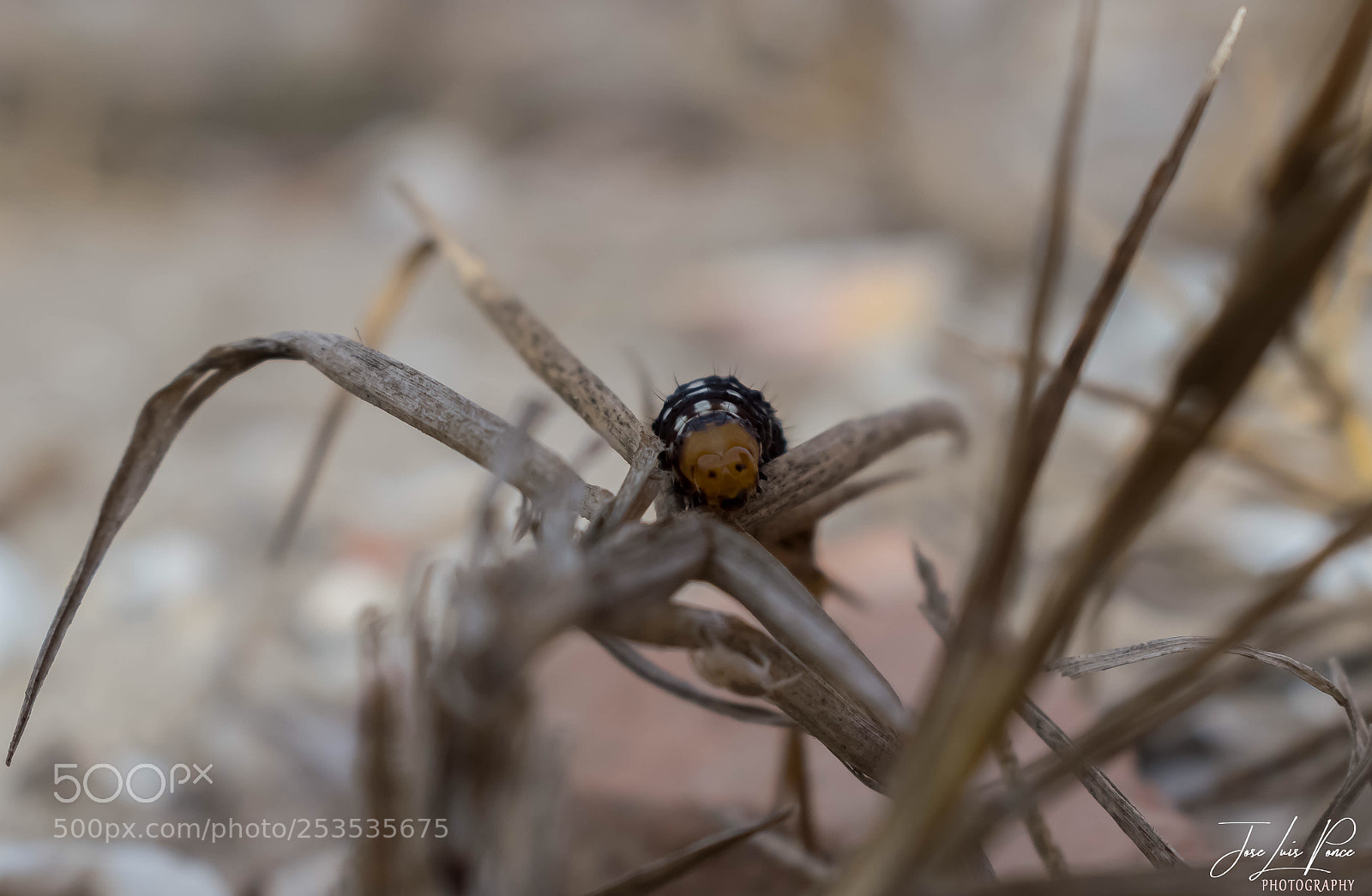 Nikon D3300 sample photo. Macro photography