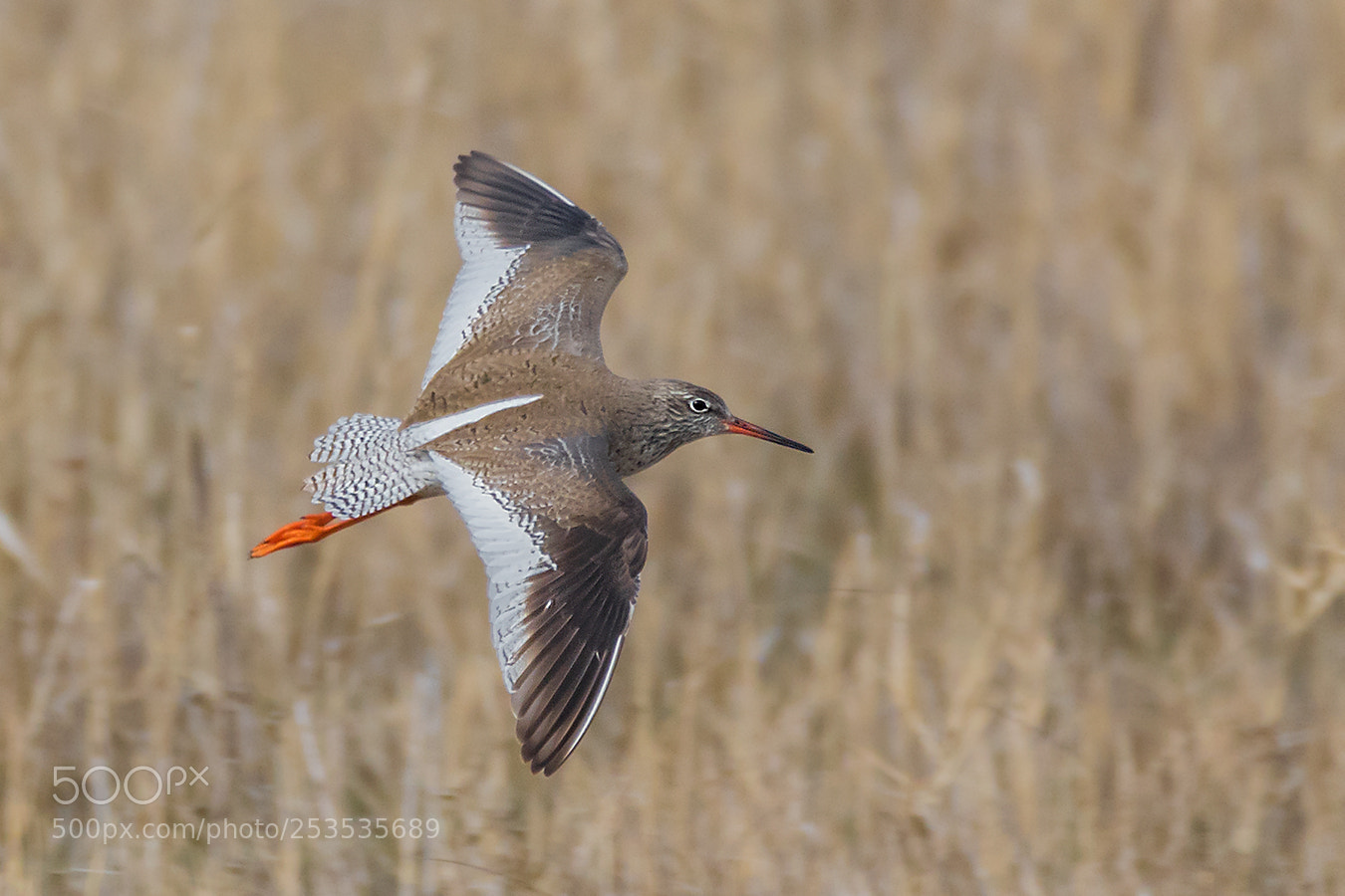 Canon EOS 7D Mark II sample photo. Rotschenkel photography