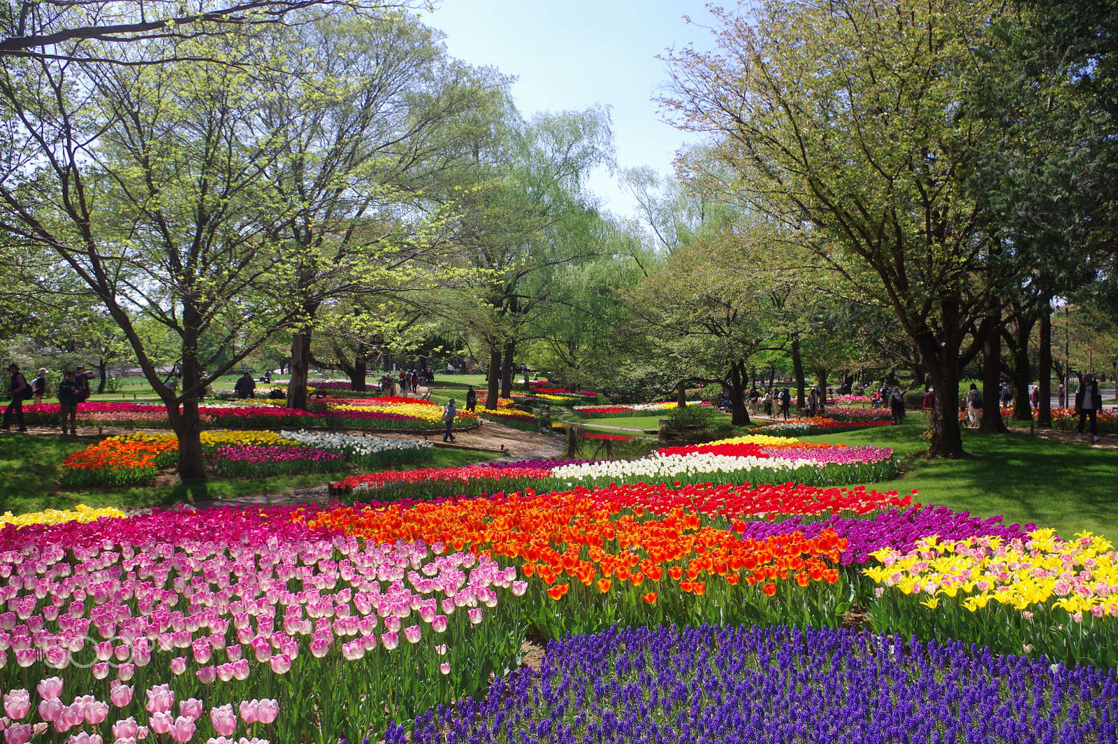 smc PENTAX-DA L 18-55mm F3.5-5.6 sample photo. Tulip field 1 photography
